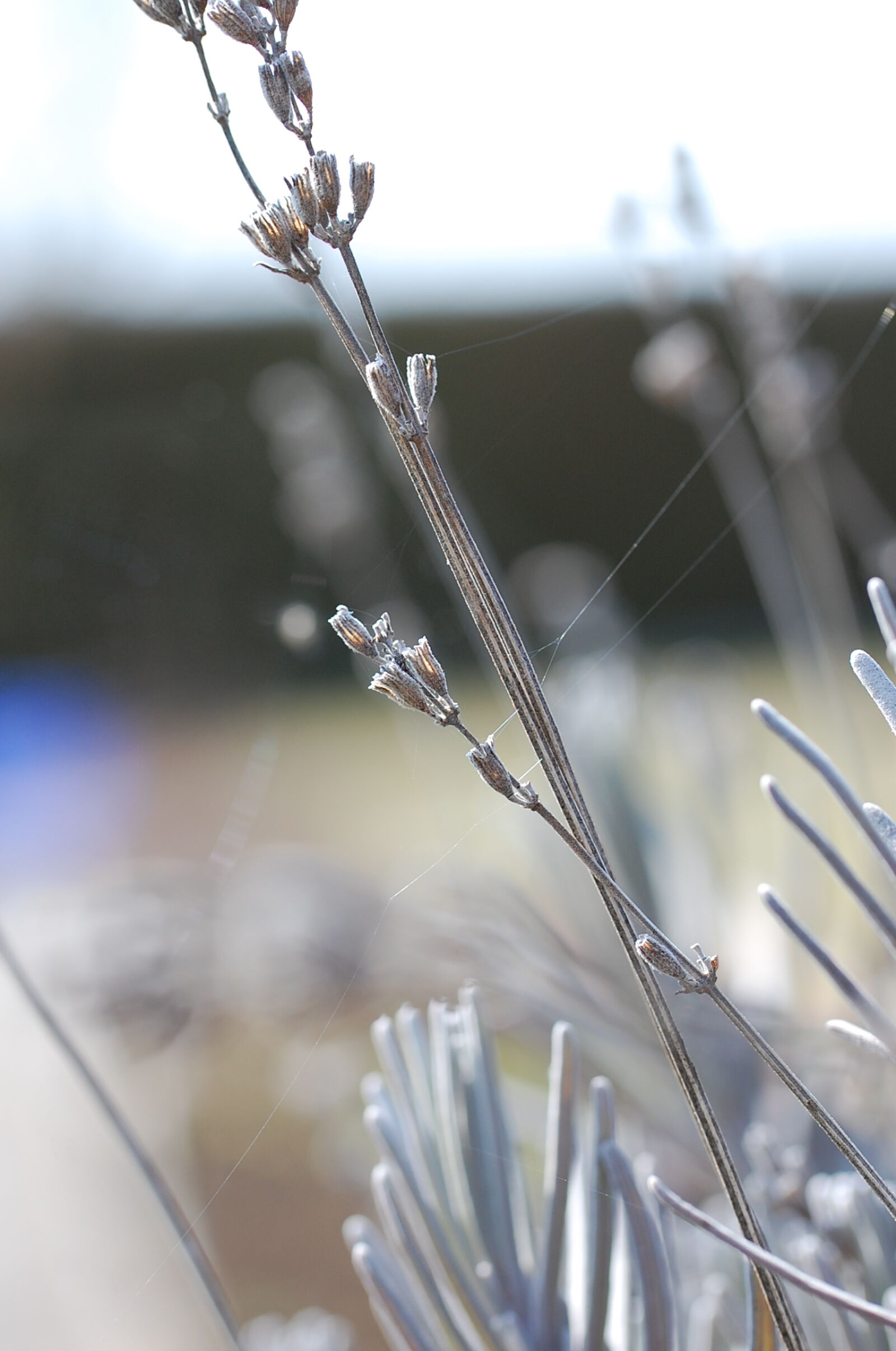 Nikon D40 sample photo. Blur, close, up, cold photography