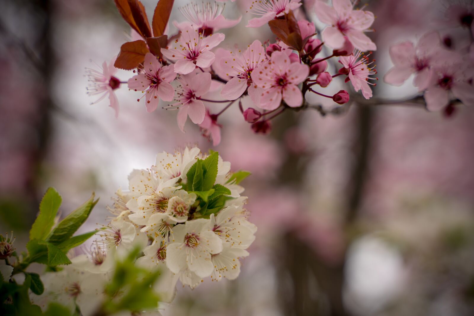 Sony a7 II sample photo. Cherry blossom, spring, pink photography