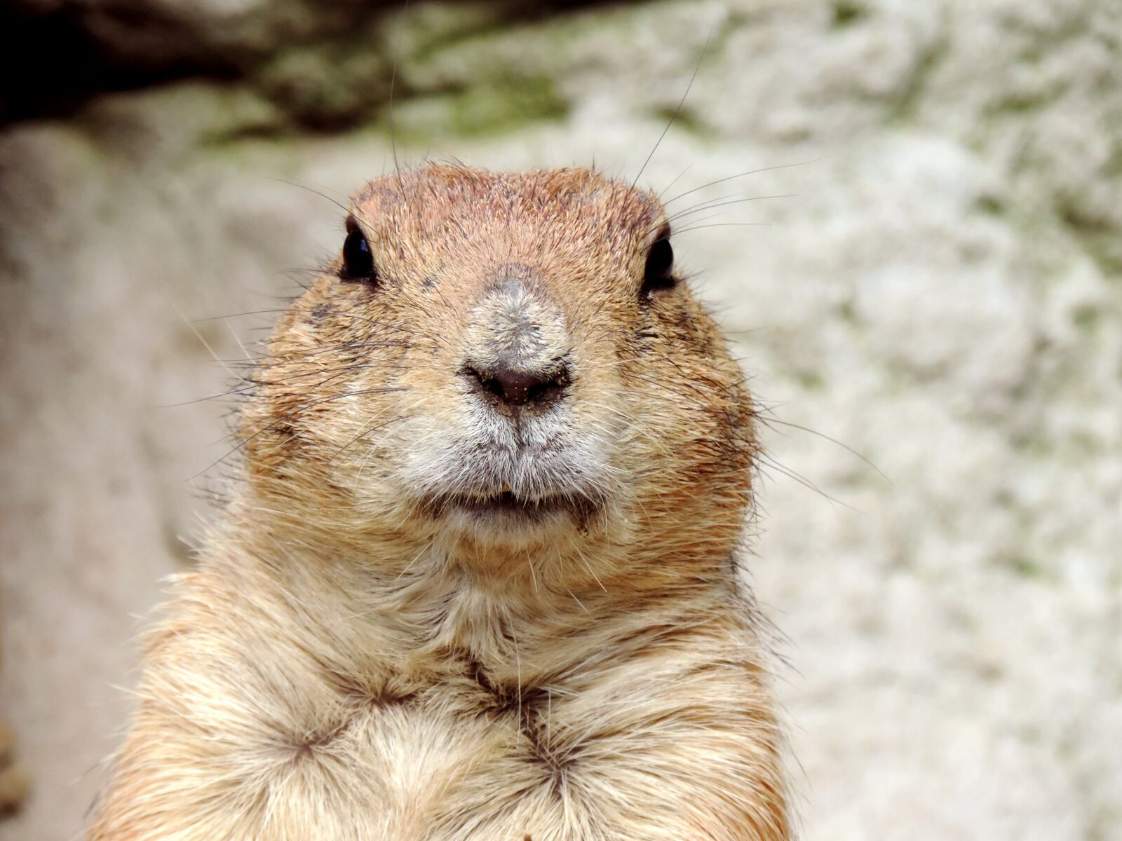 Nikon Coolpix P520 sample photo. Marmot, rodent, croissant photography
