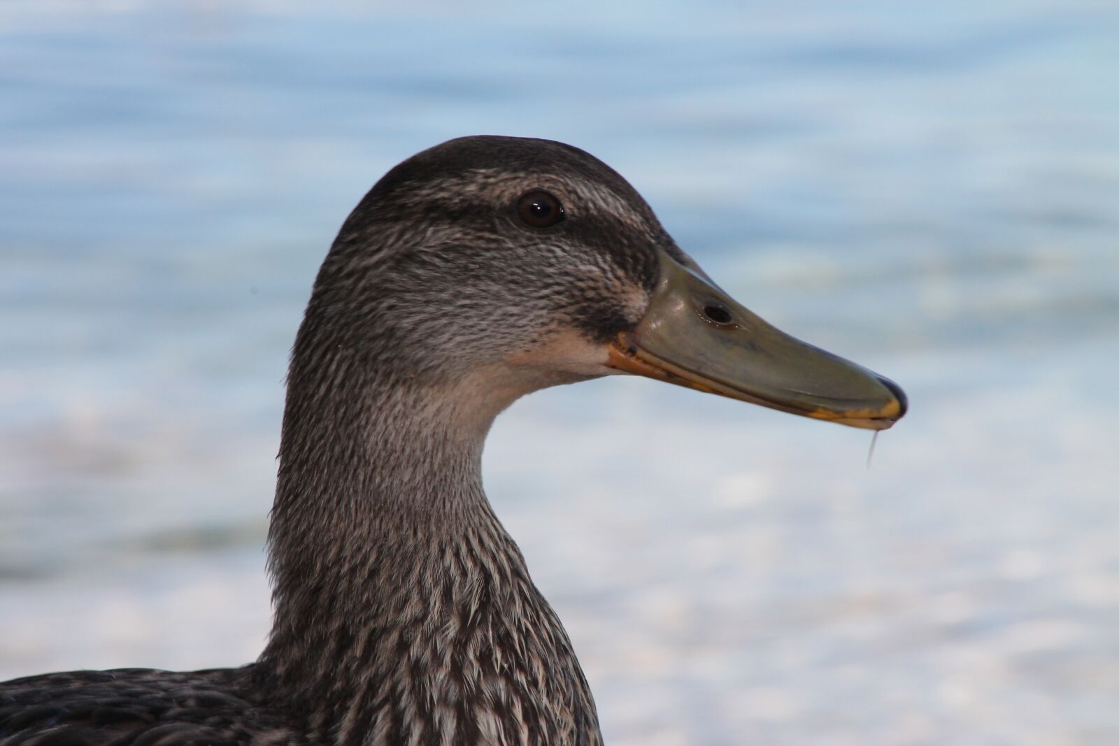 Canon EF 75-300mm f/4-5.6 sample photo. Duck, nature, bird photography