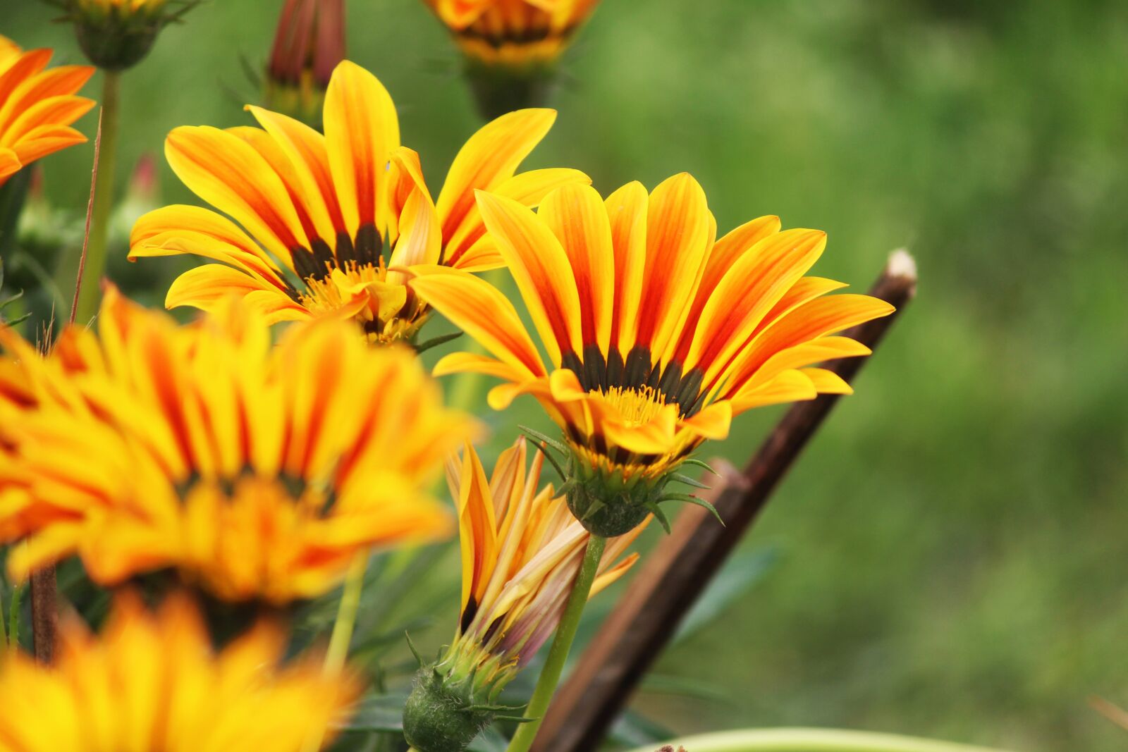 Canon EOS 1200D (EOS Rebel T5 / EOS Kiss X70 / EOS Hi) sample photo. Yellow, flower, nature photography