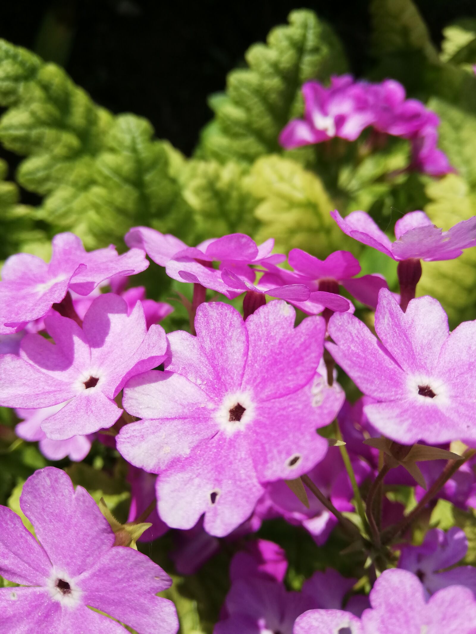 HUAWEI P20 lite sample photo. Flowers, pink, day photography