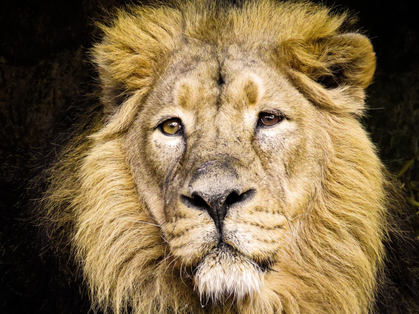 Canon PowerShot SX50 HS sample photo. Animals, predator, lion photography