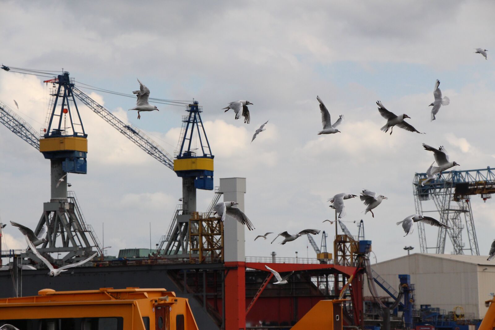 Canon EOS 650D (EOS Rebel T4i / EOS Kiss X6i) sample photo. Seagull, flying, flight photography