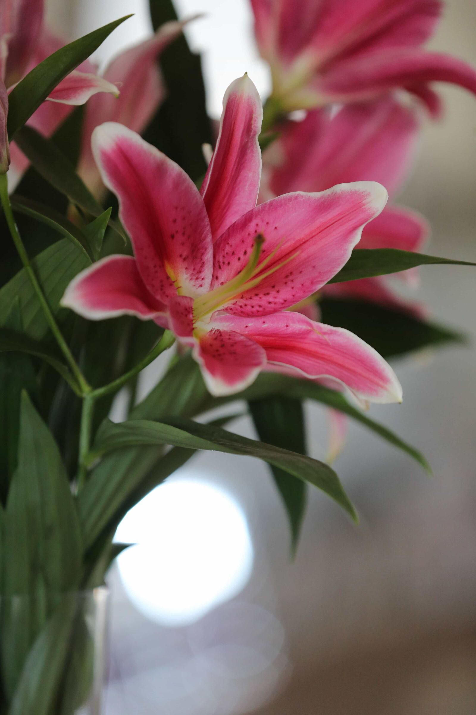 Canon EOS 5D Mark III sample photo. Close-up, lily, pinkish, pistil photography