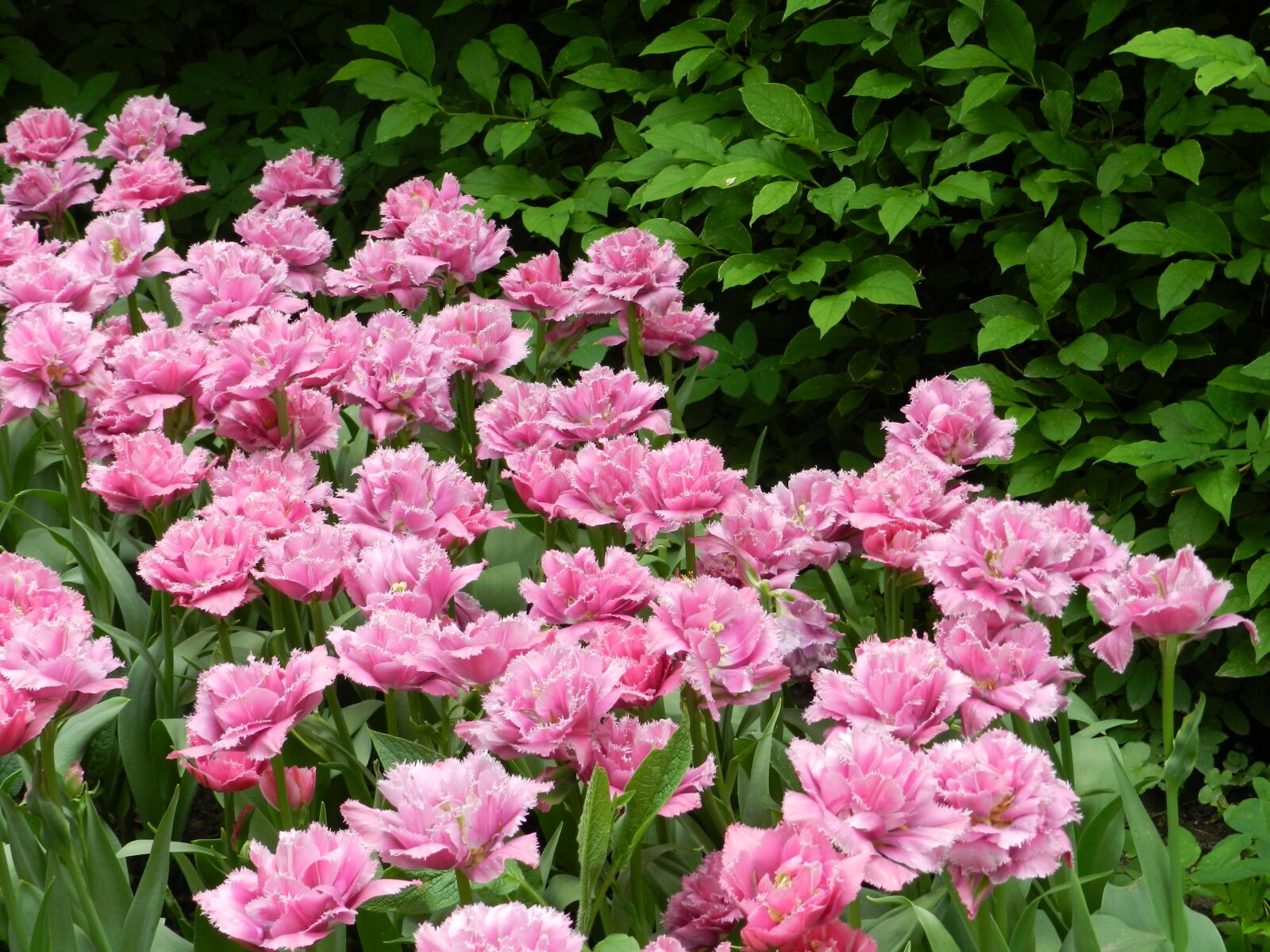 Nikon Coolpix P500 sample photo. Flowers, pink, tulips photography