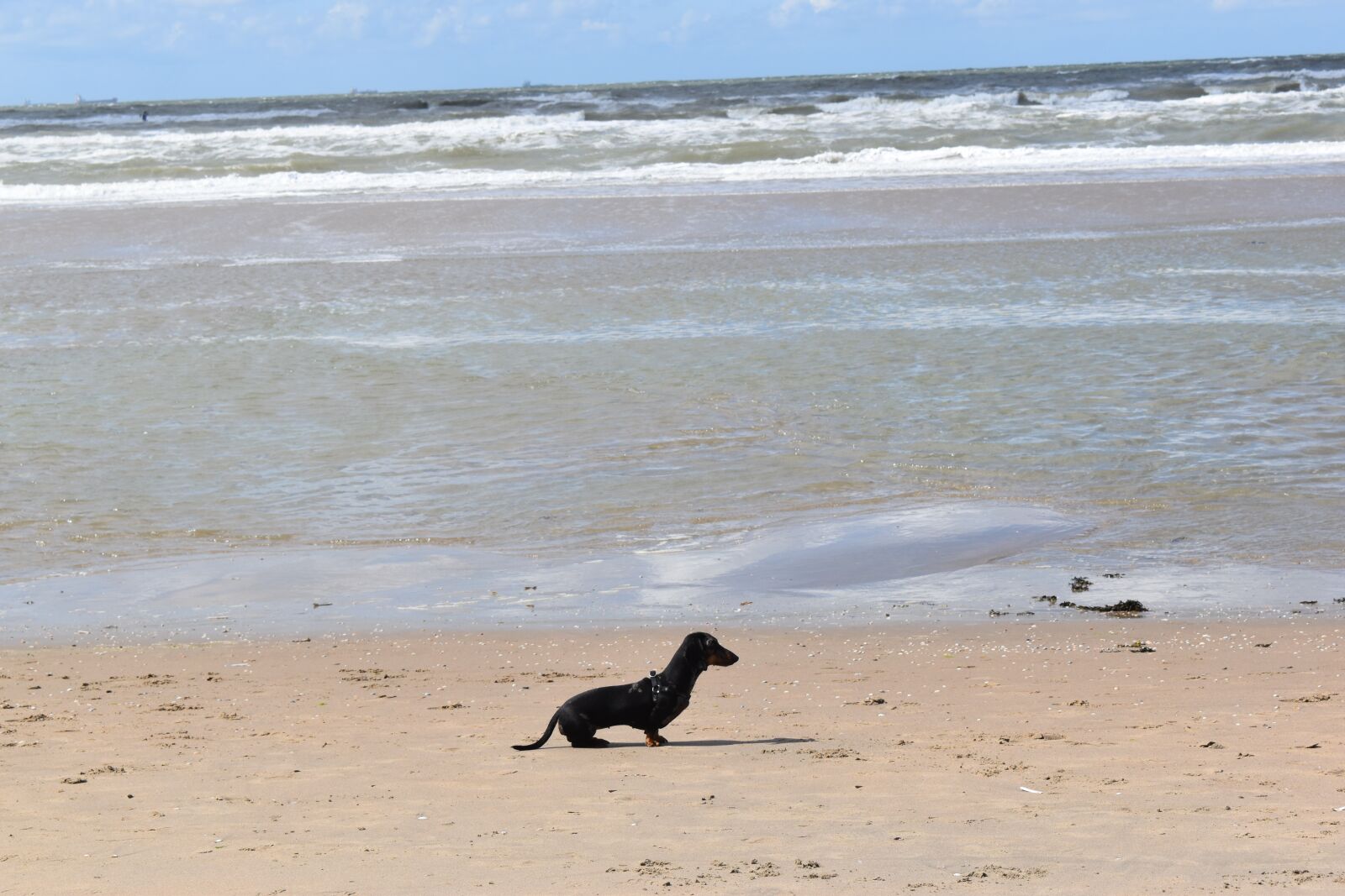Nikon D5600 sample photo. Friends, dog, alone photography