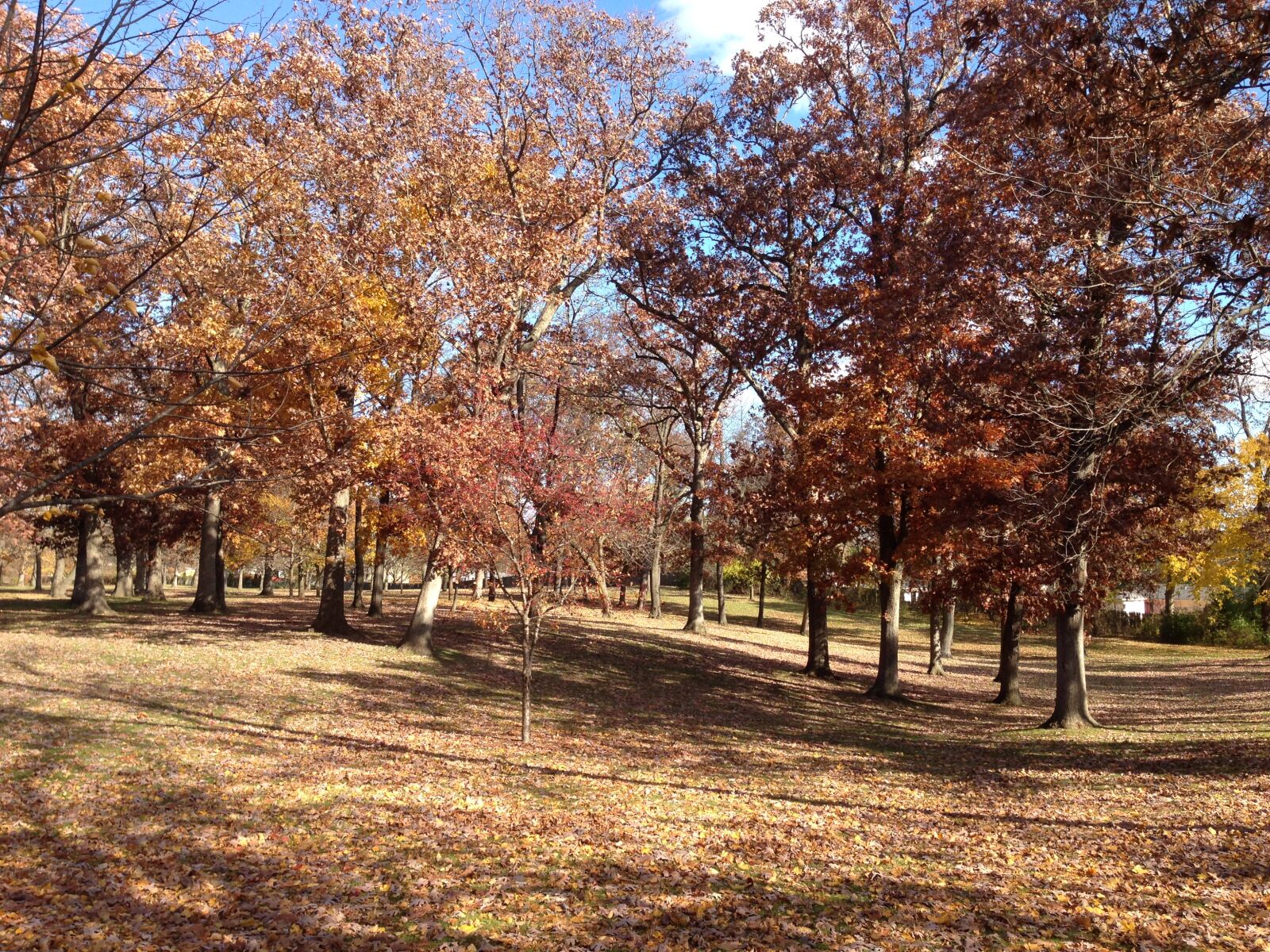 iPhone 5 back camera 4.12mm f/2.4 sample photo. Autumn, autumn, colours, autumn photography