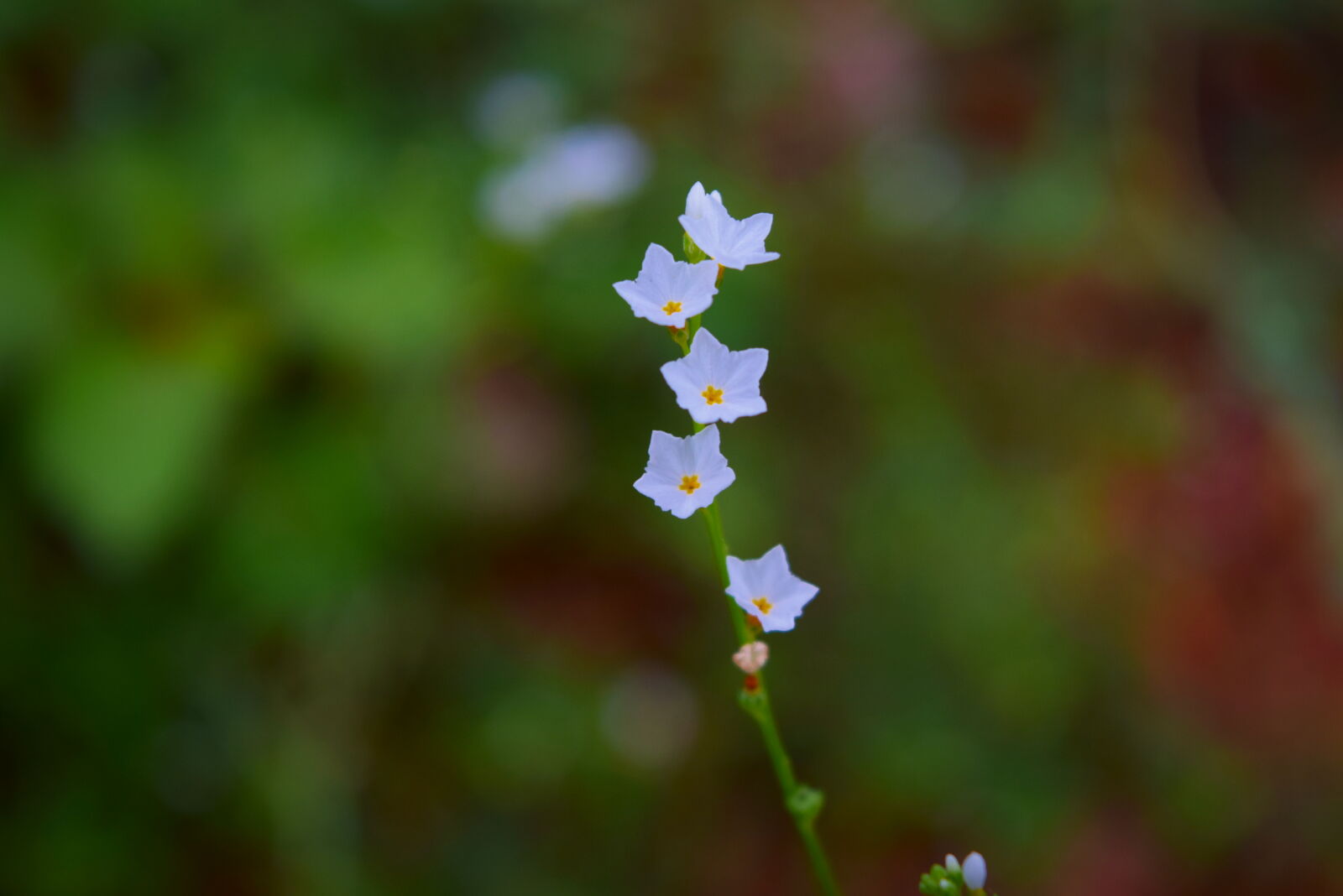 Nikon D3300 sample photo
