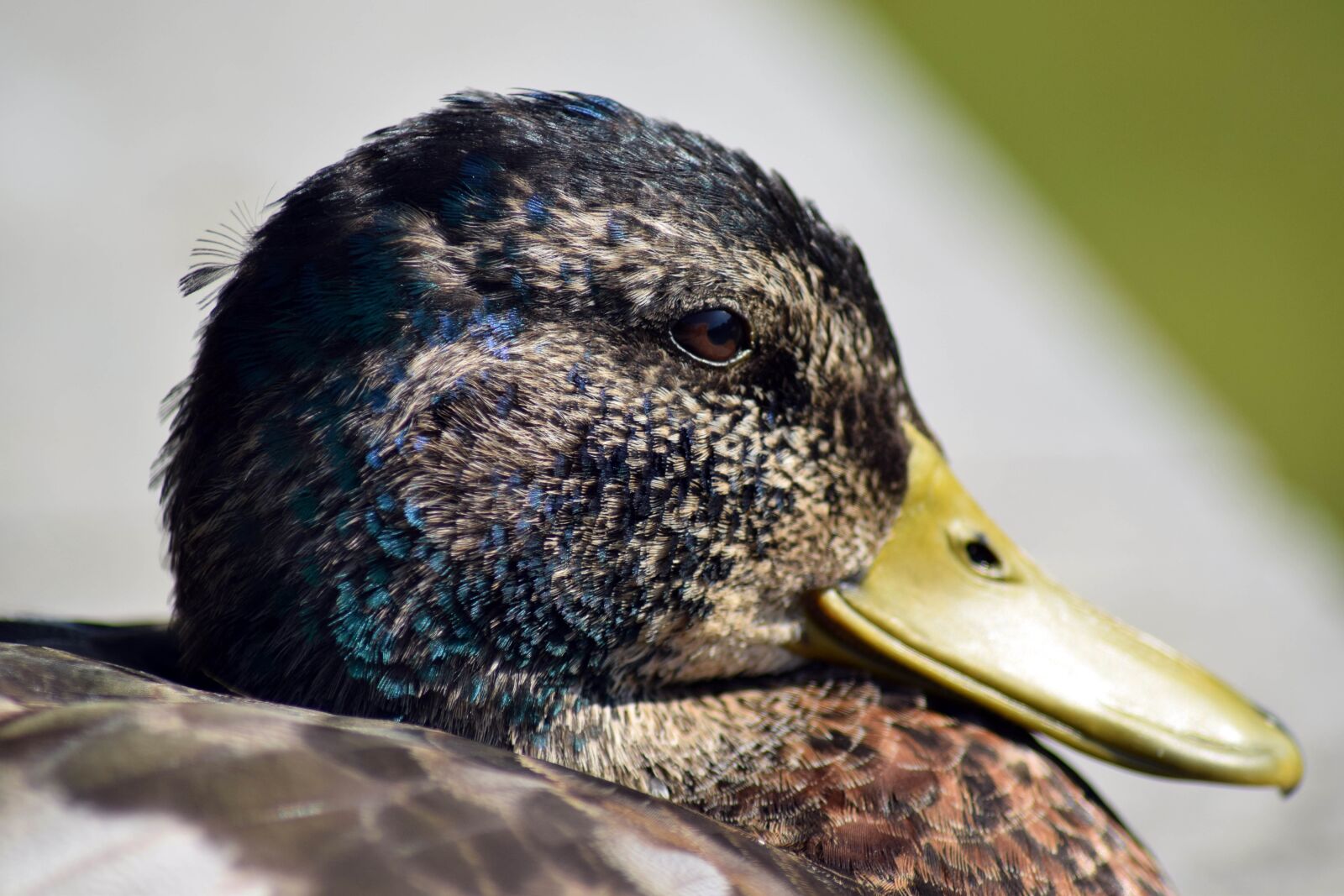 Nikon D3300 sample photo. Duck, macro, water bird photography