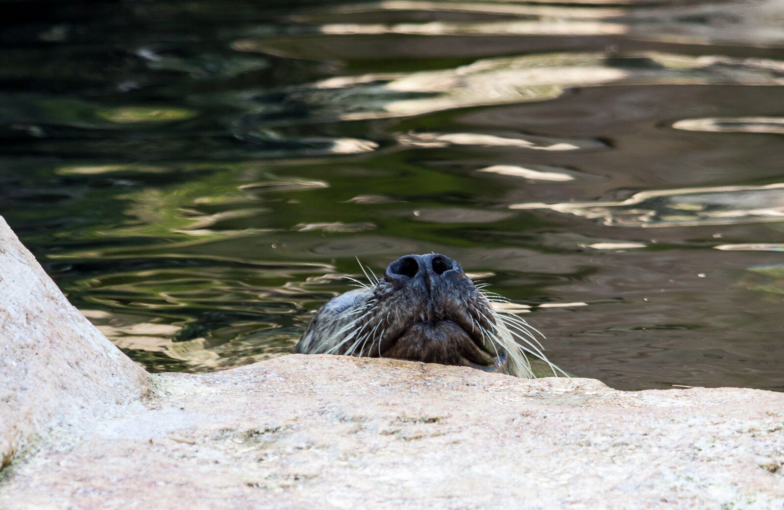 Canon EOS 50D sample photo. Sea lion, animal, mammal photography