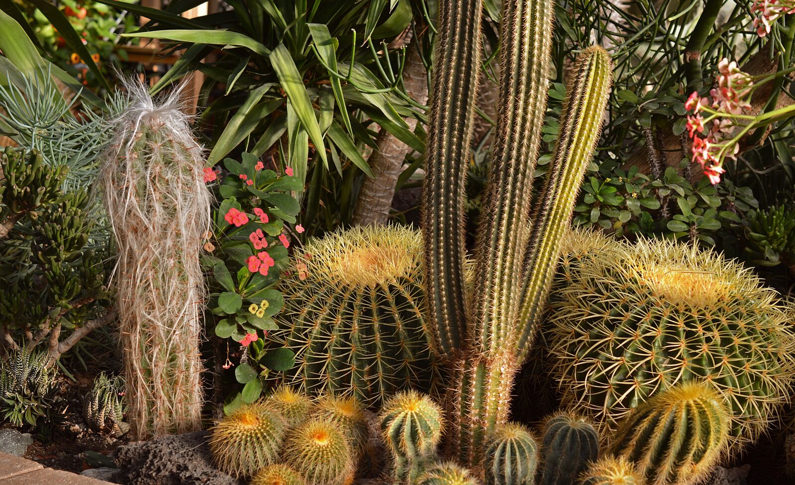 Nikon D3200 sample photo. Cactus, cacti, garden photography