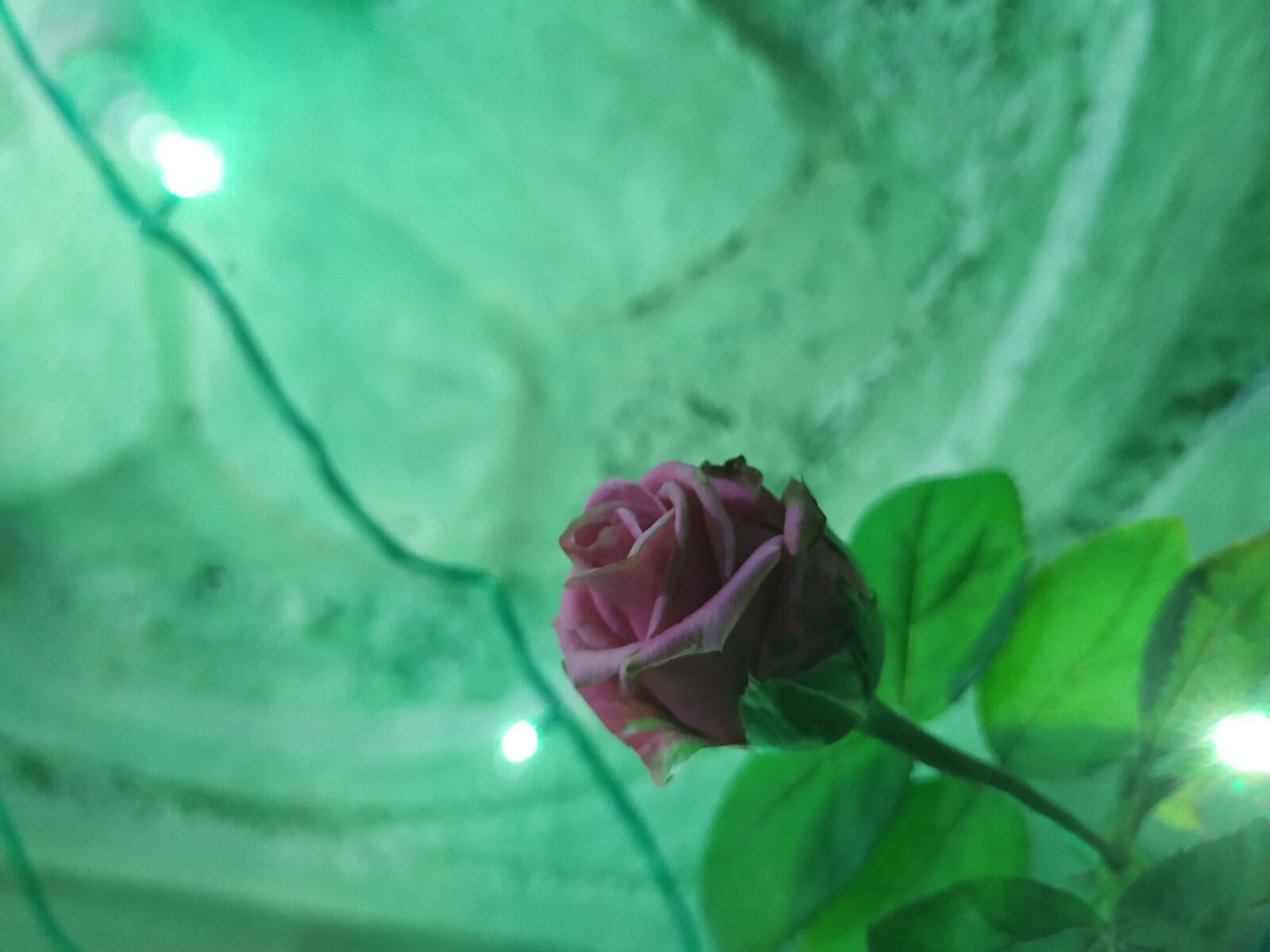 Xiaomi Mi A2 sample photo. Rose, lights, nature photography
