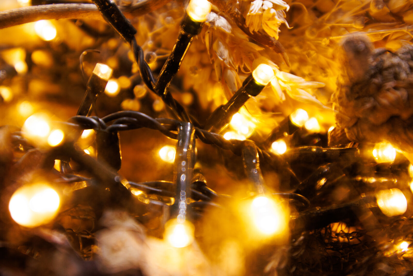 Canon EOS R7 sample photo. Christmas lights photography
