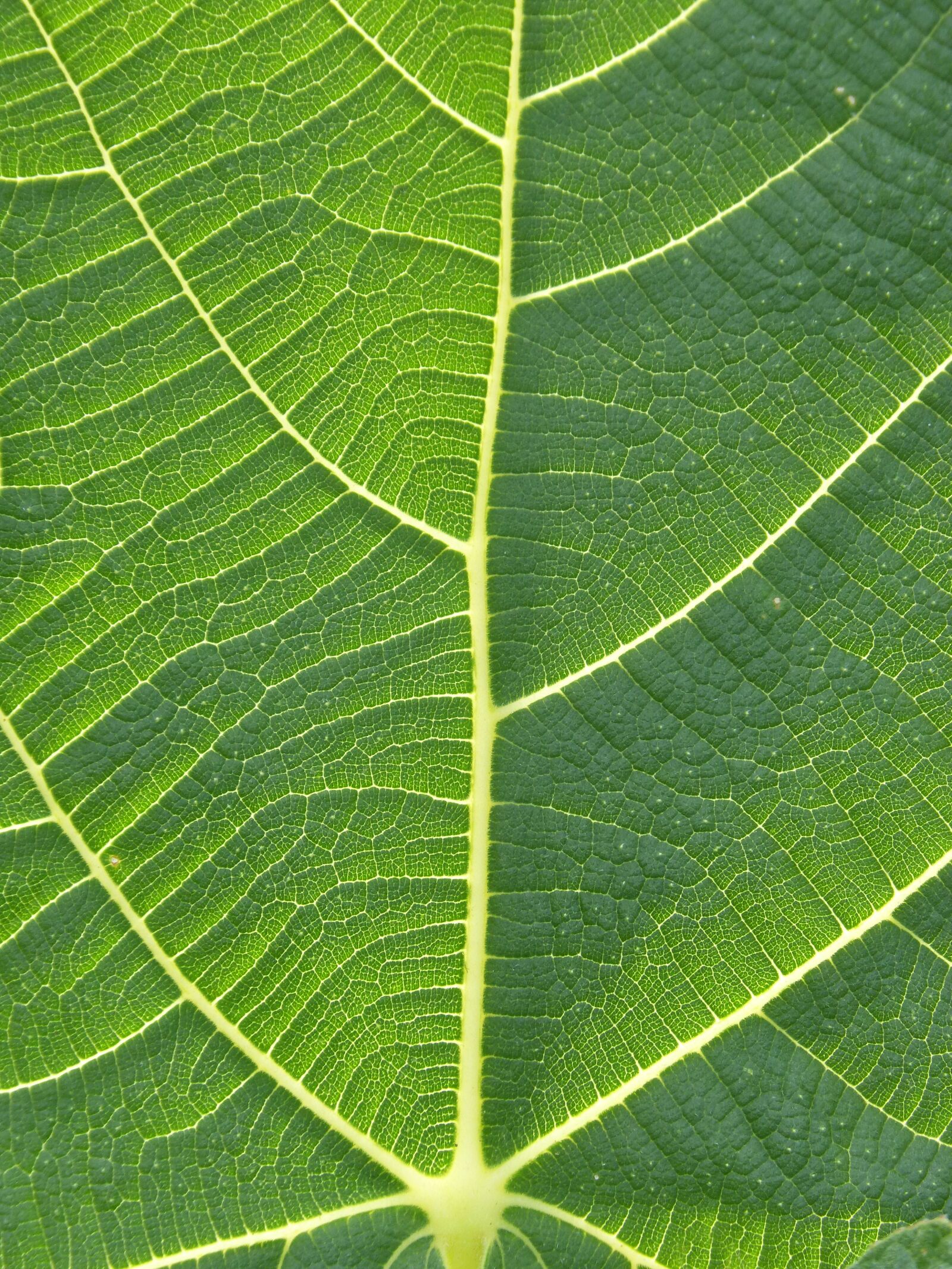 Panasonic DMC-FZ62 sample photo. Daughter, texture, background photography