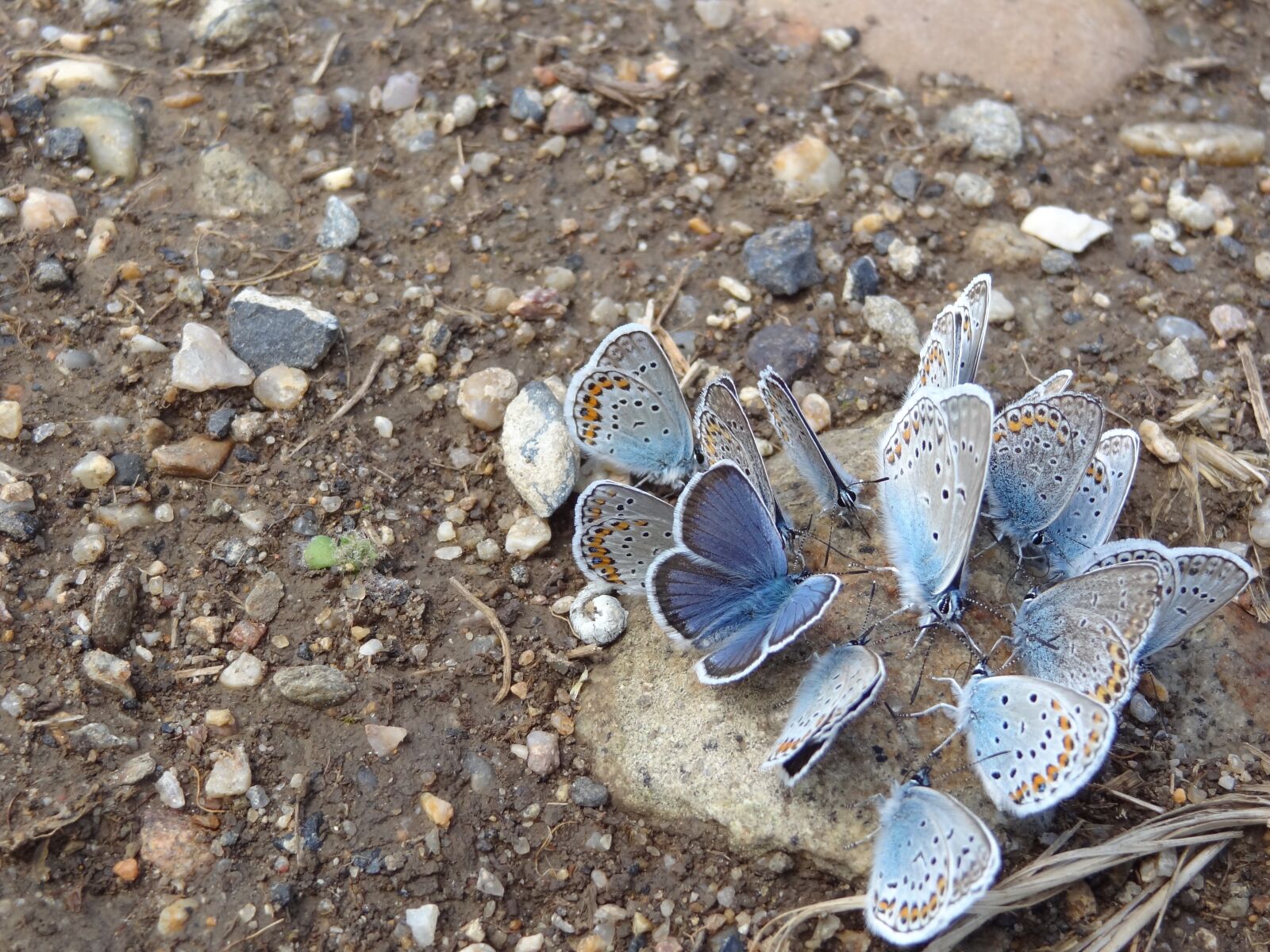 Sony Cyber-shot DSC-HX9V sample photo. Butterfly, blue, stone photography