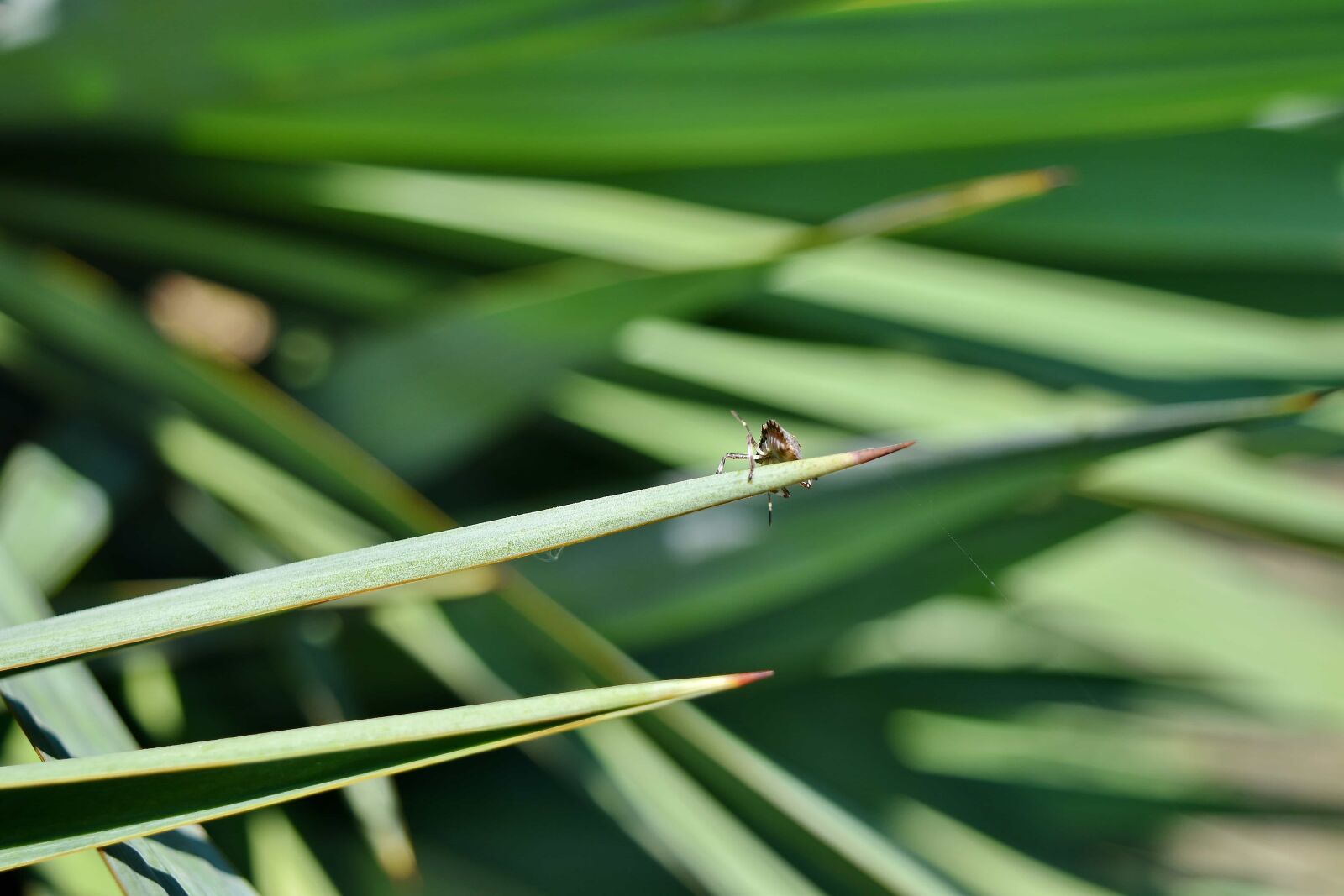 Nikon D5500 sample photo. Green, spider, animal, arthropod photography