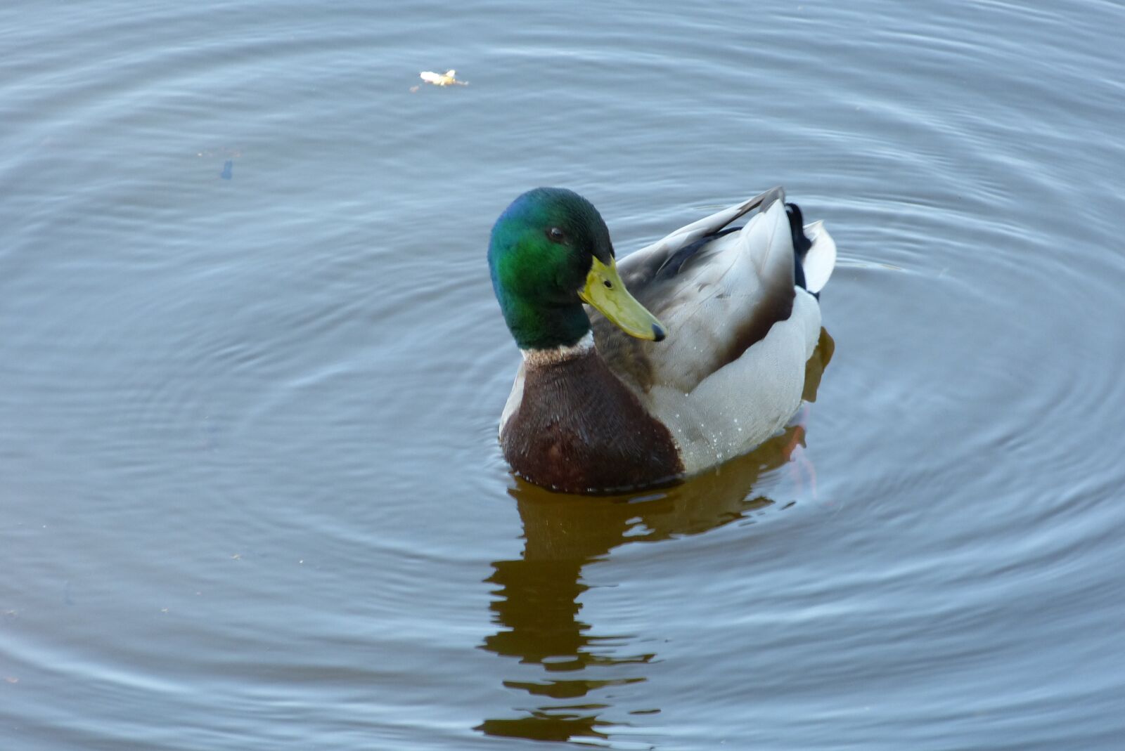 Panasonic Lumix DMC-FZ150 sample photo. Duck, drake, mallard photography