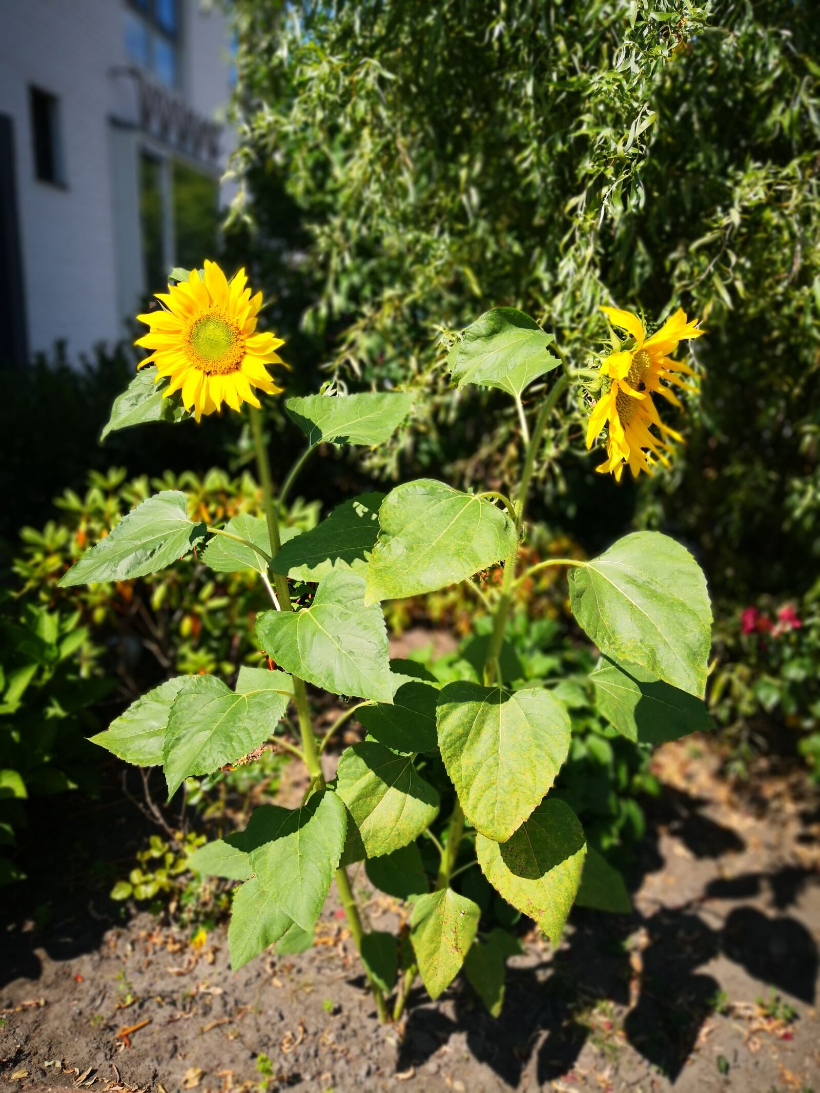 HUAWEI Mate 10 Pro sample photo. Sunflowers, yellow, nature photography