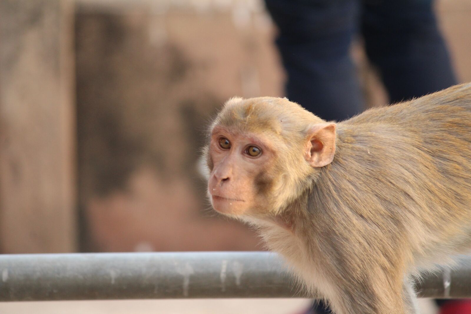 Canon EOS 1200D (EOS Rebel T5 / EOS Kiss X70 / EOS Hi) sample photo. Monkey, animal, animalia photography