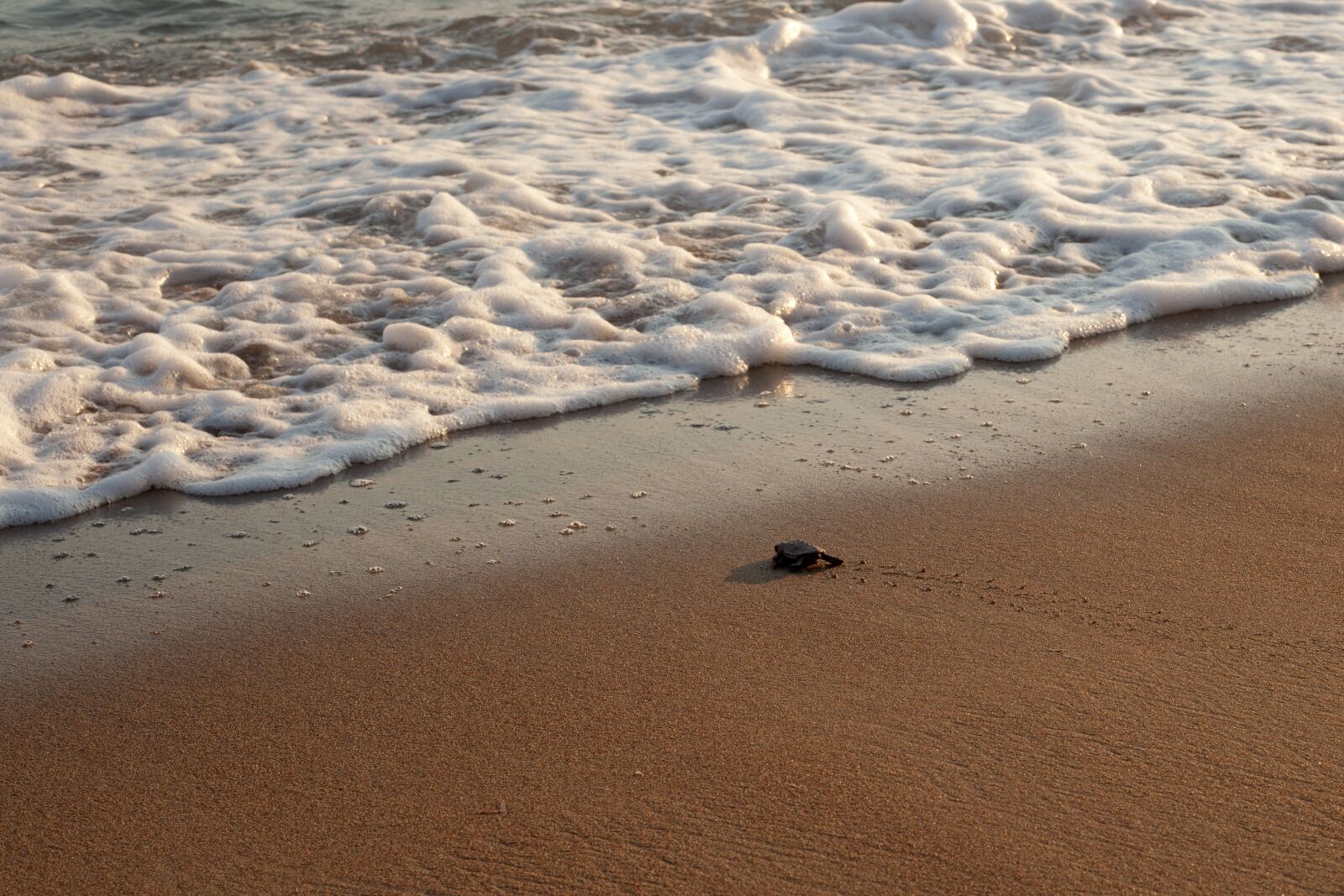 Canon EF 50mm F1.8 II sample photo. New life, turtle, baby photography