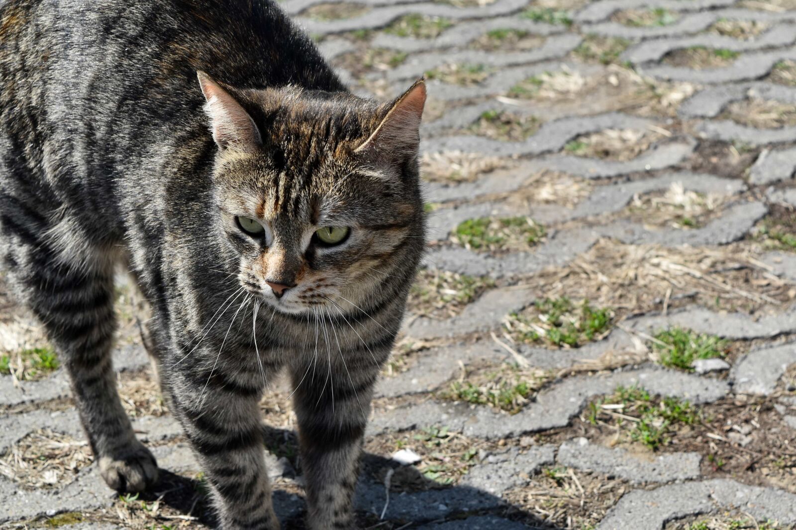 Nikon D5500 sample photo. Tabby cat, pet, domestic photography