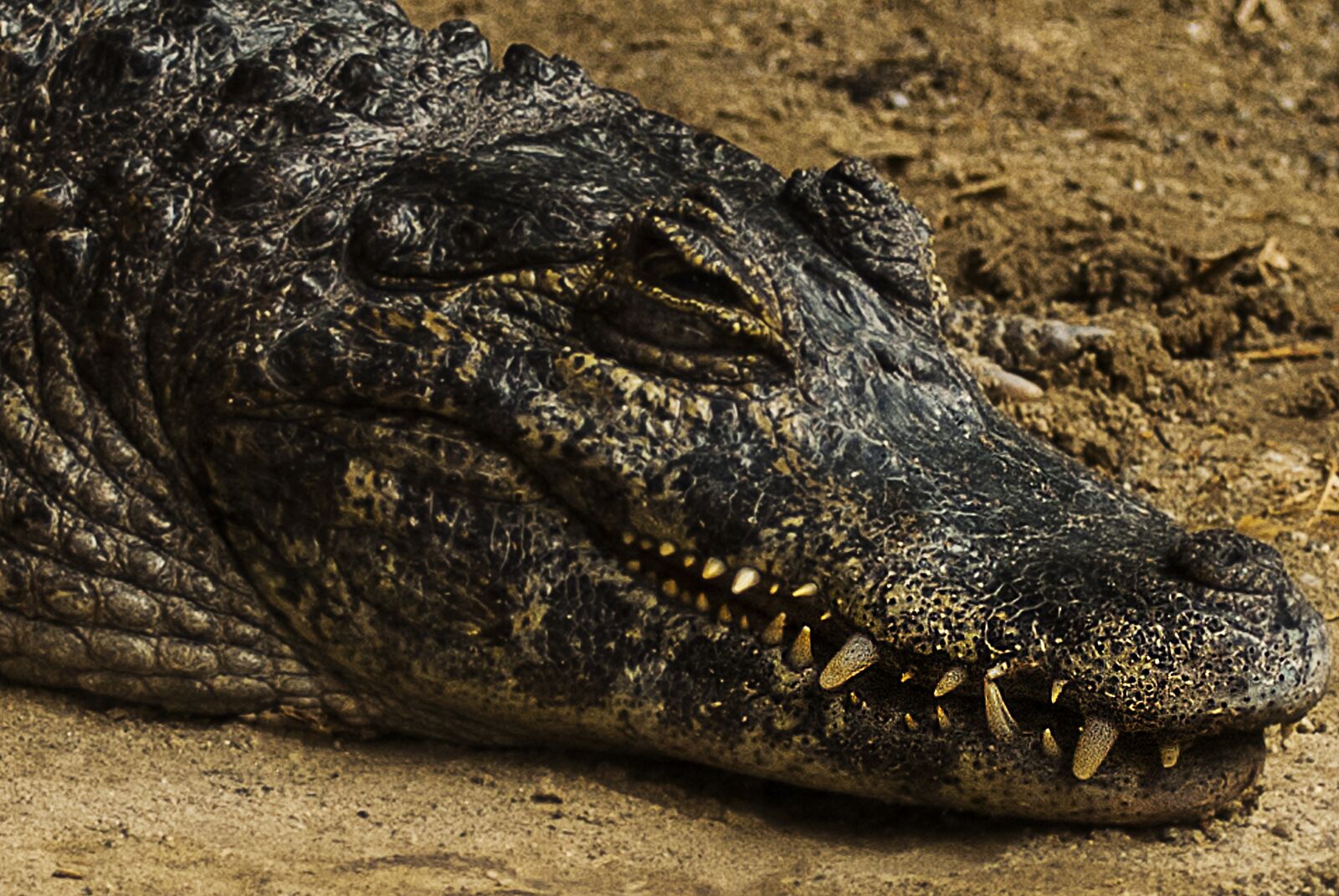 Nikon D80 sample photo. Crocodile, lizard, animals photography