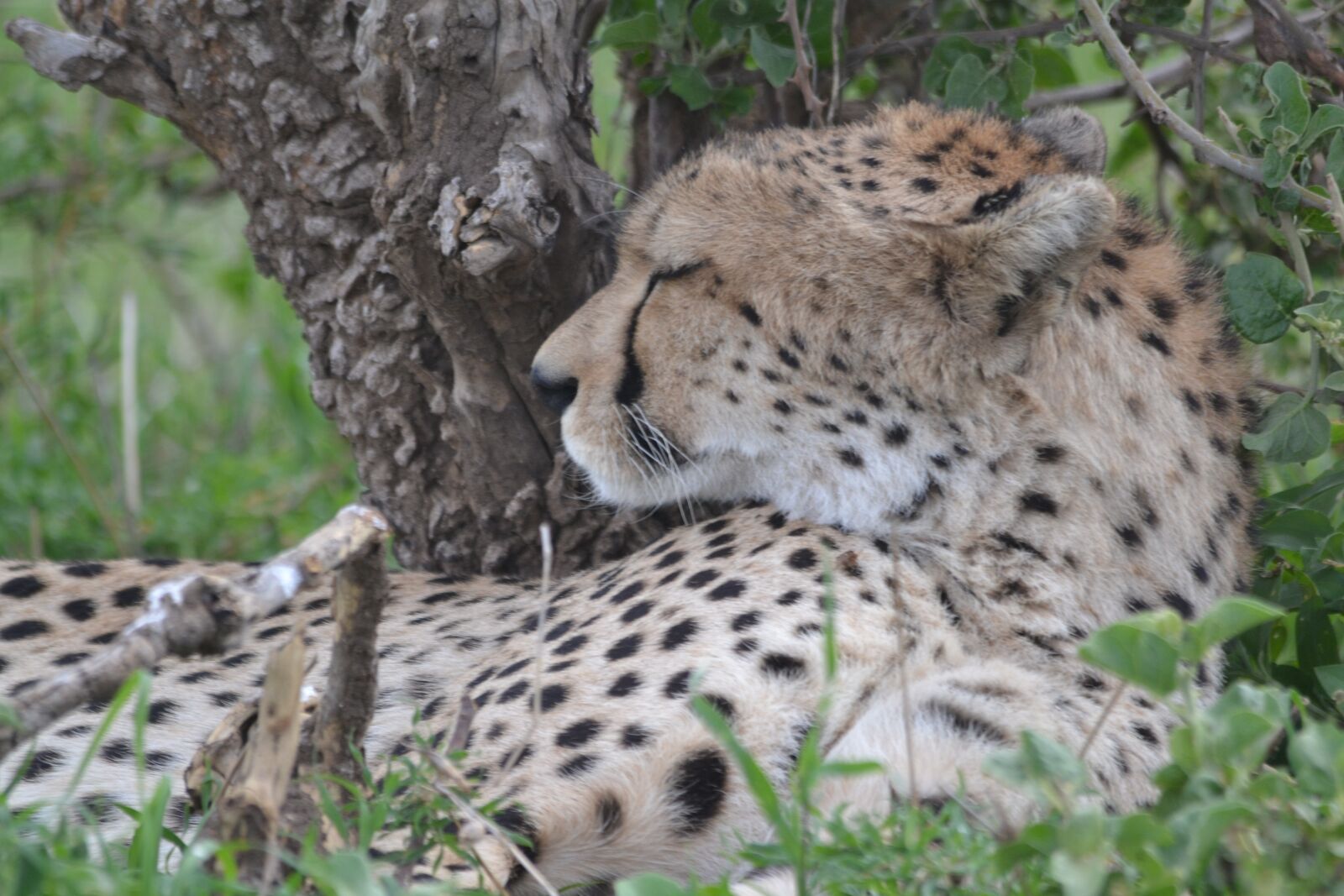 Nikon D3100 sample photo. Cheetah, wildlife, nature photography