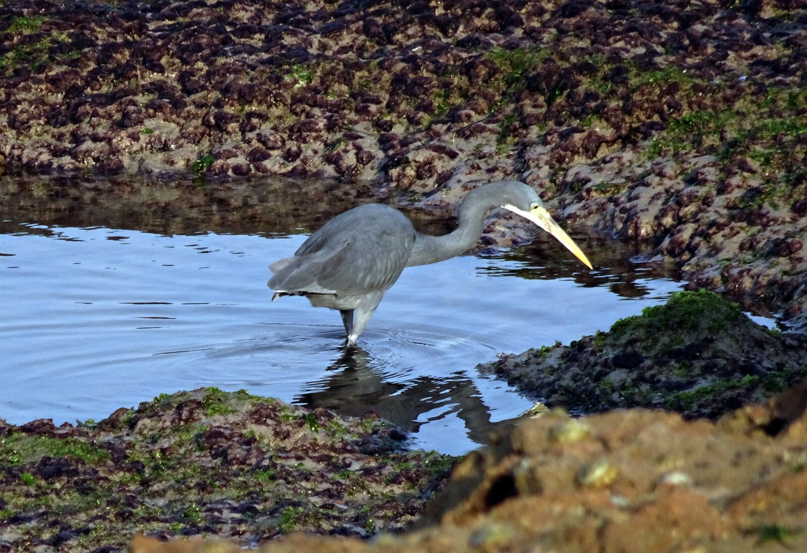 Sony Cyber-shot DSC-HX90V sample photo. Bird, wader, western reef photography