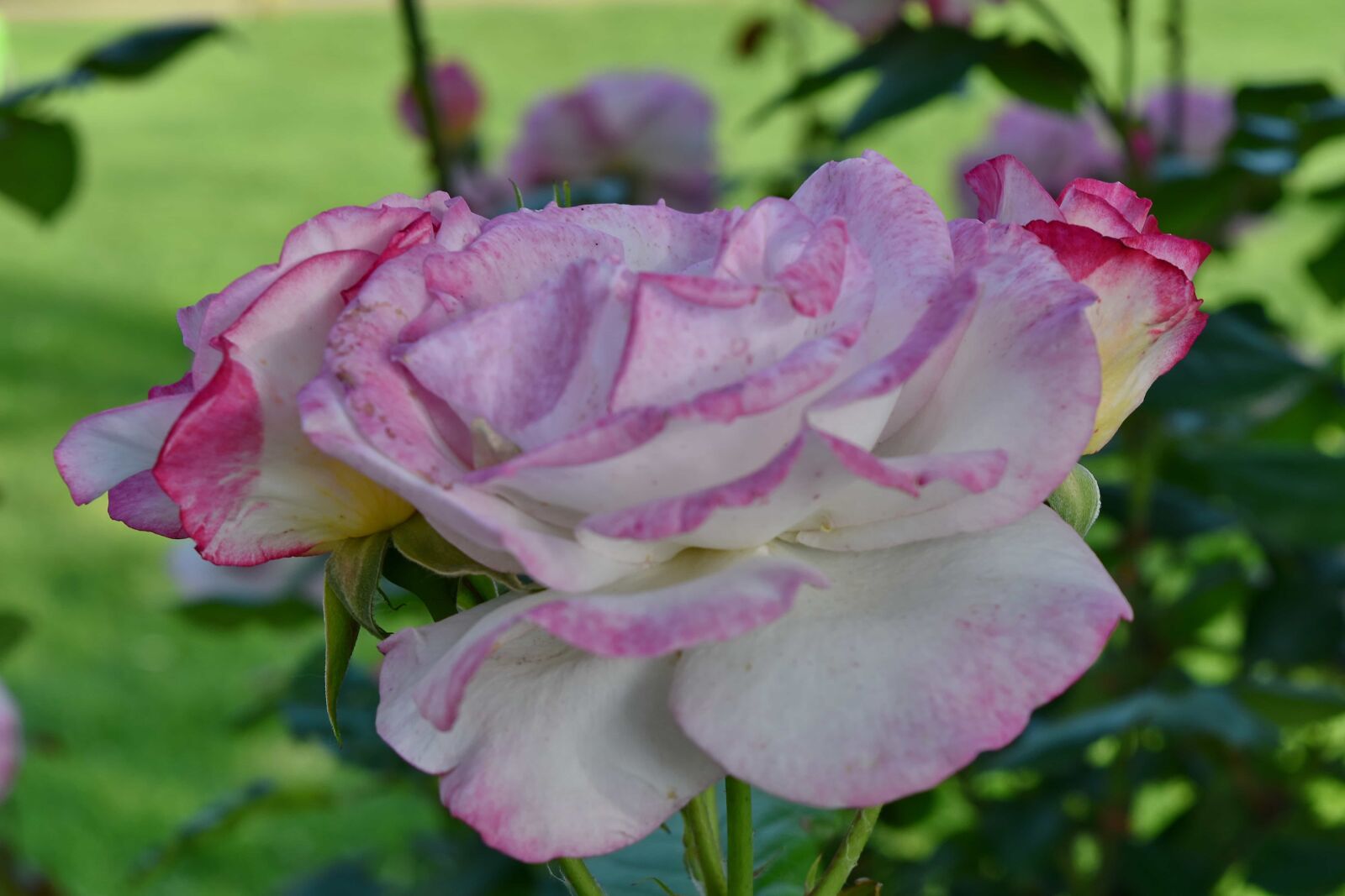 Nikon D5500 sample photo. Pink, roses, nature, garden photography