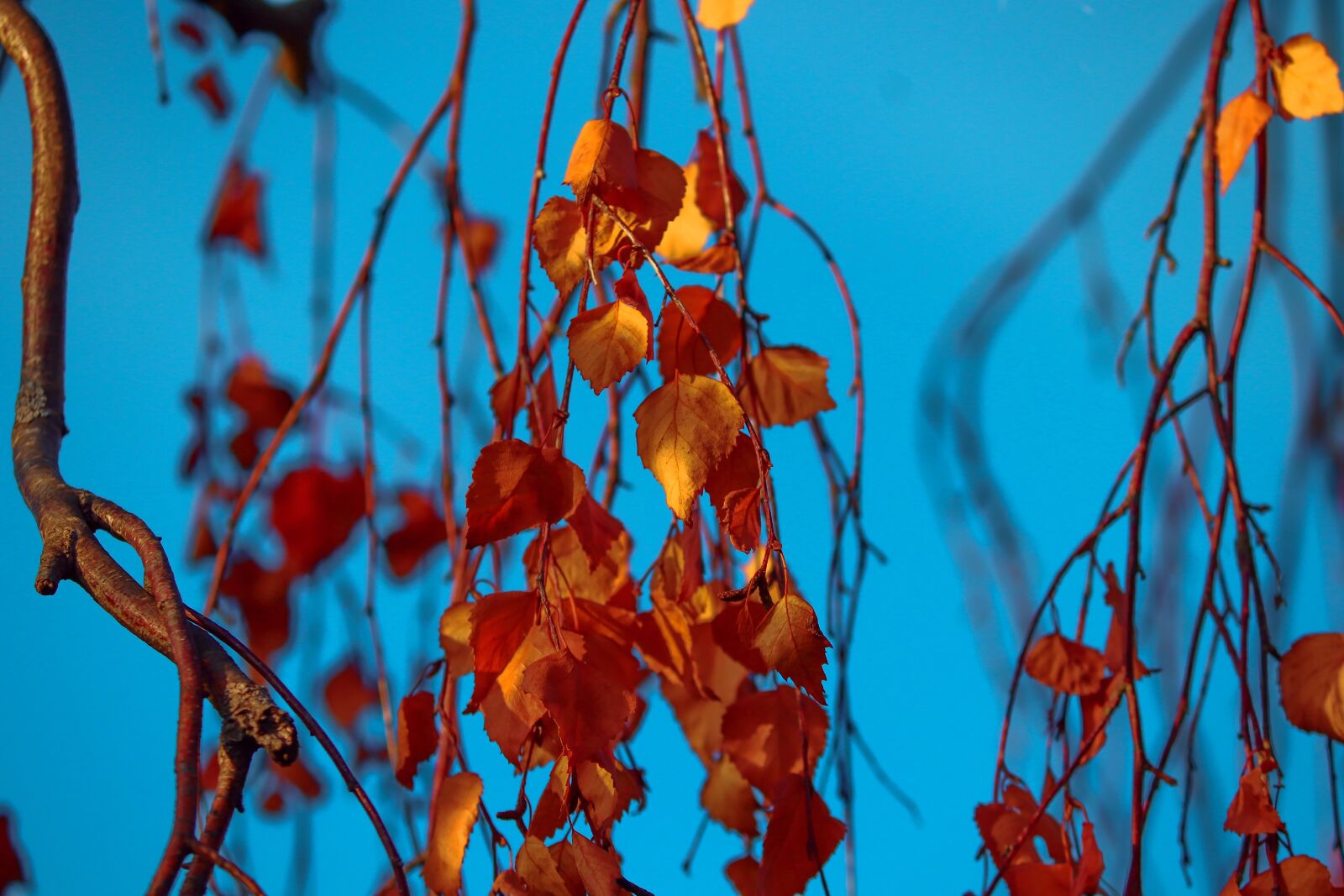 Canon EOS 200D (EOS Rebel SL2 / EOS Kiss X9) + Canon EF-S 55-250mm F4-5.6 IS II sample photo. Leaves, autumn, birch photography