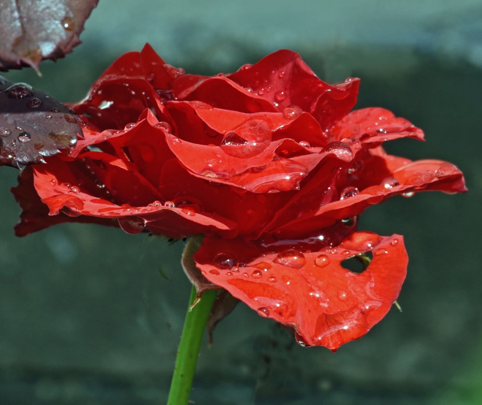 Nikon D750 sample photo. Red, rose, red roses photography