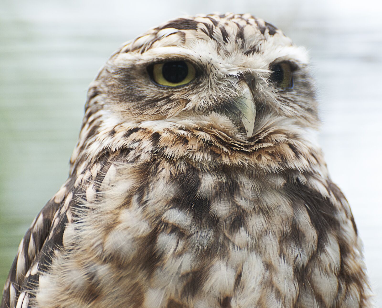 Nikon D80 sample photo. Owl, animal portrait, plumage photography