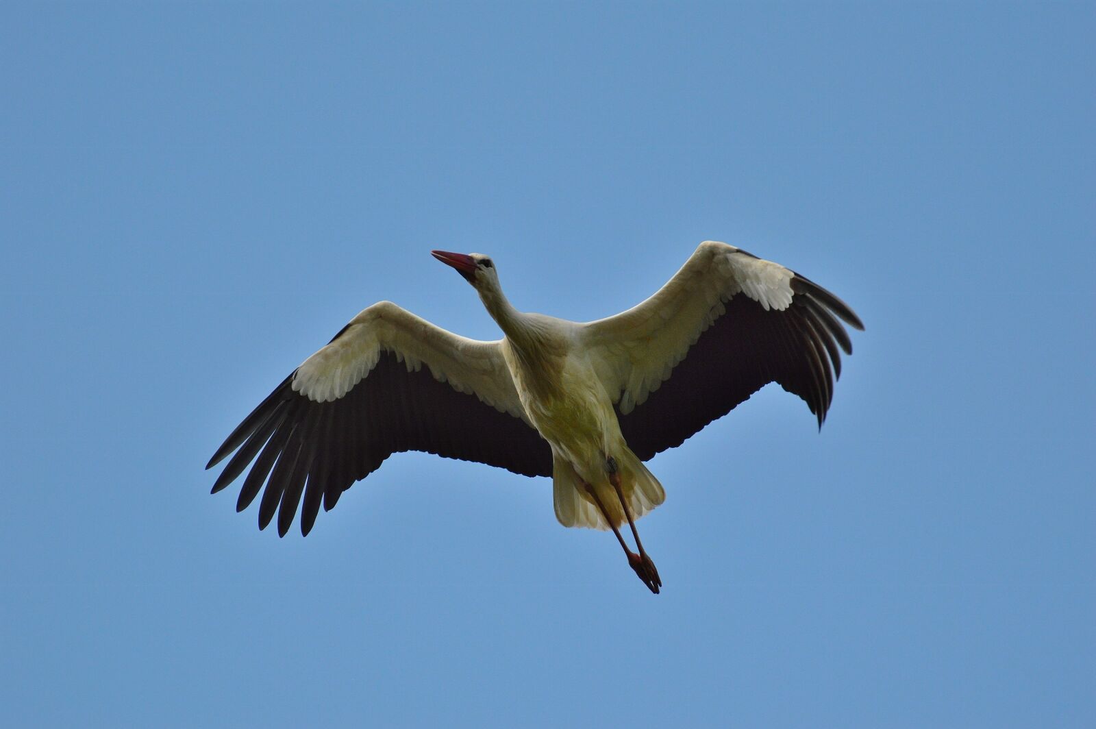 Nikon D3200 sample photo. Stork, flying, elegant photography