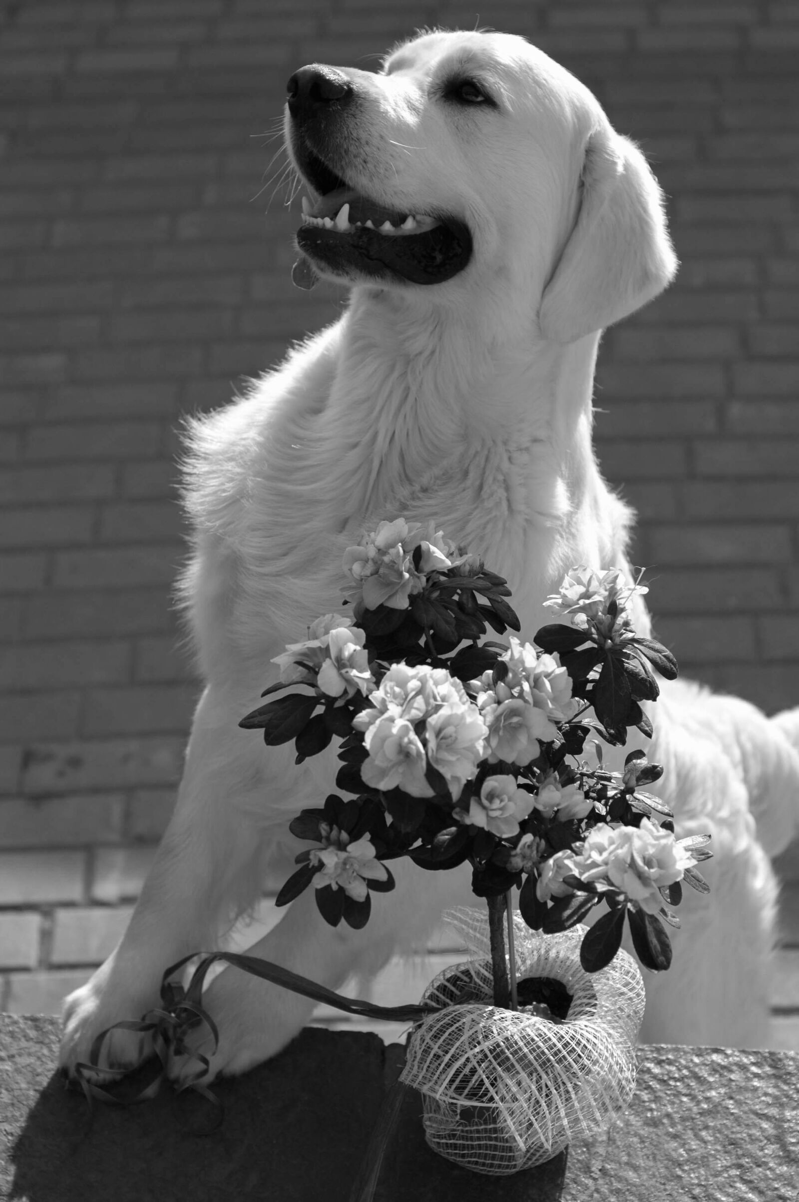 Nikon D50 sample photo. Dog, puppy, friend photography