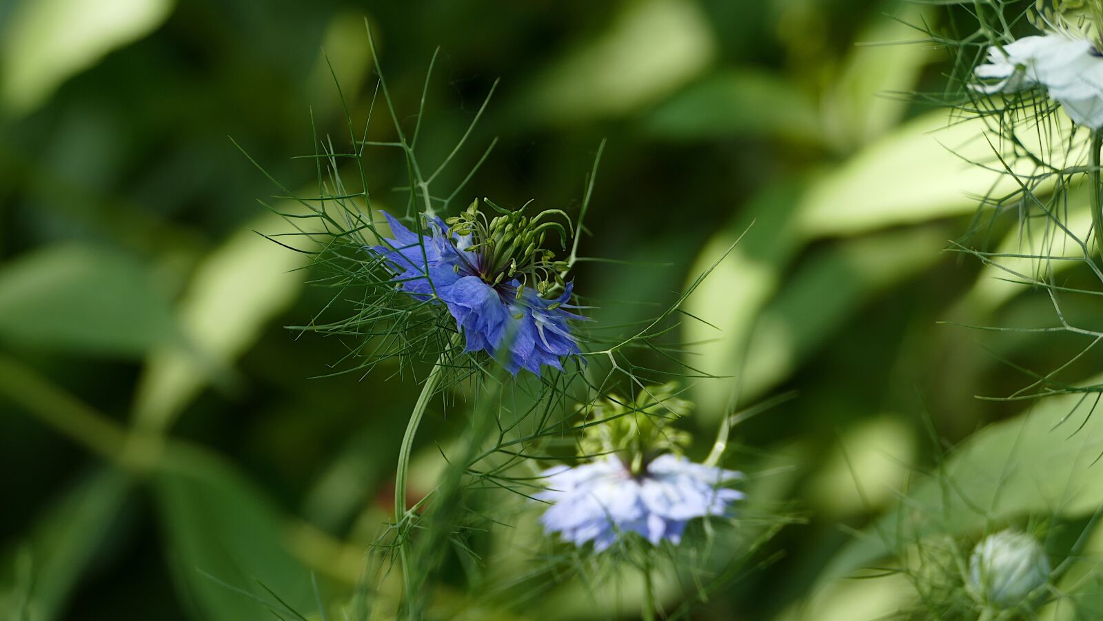 Panasonic Lumix DMC-FZ1000 sample photo. Cornflower, flower field, field photography