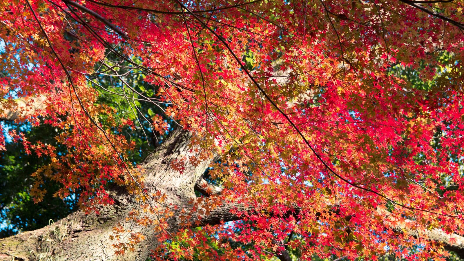 Canon EOS 650D (EOS Rebel T4i / EOS Kiss X6i) sample photo. Autumn, leaf, nature photography