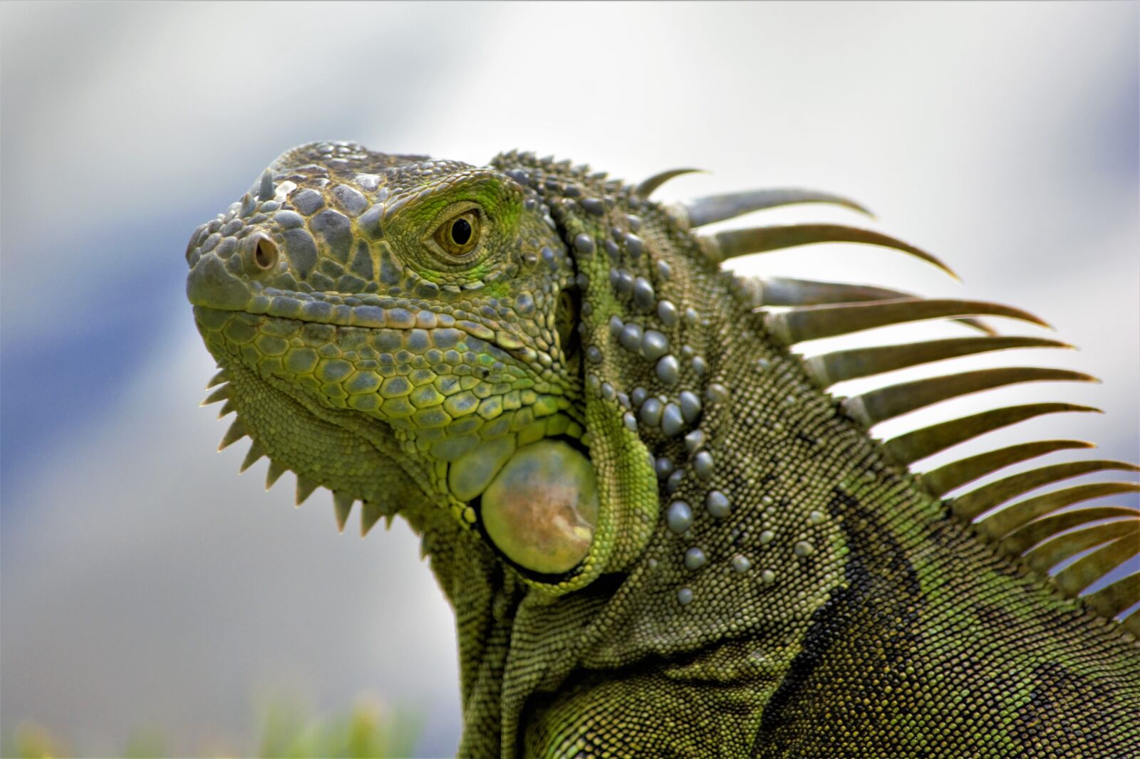 Nikon D7100 sample photo. Iguana, closeup, head photography