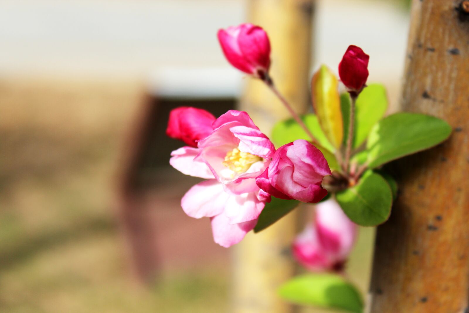 Canon EOS 600D (Rebel EOS T3i / EOS Kiss X5) sample photo. Begonia, spring, powder flowers photography