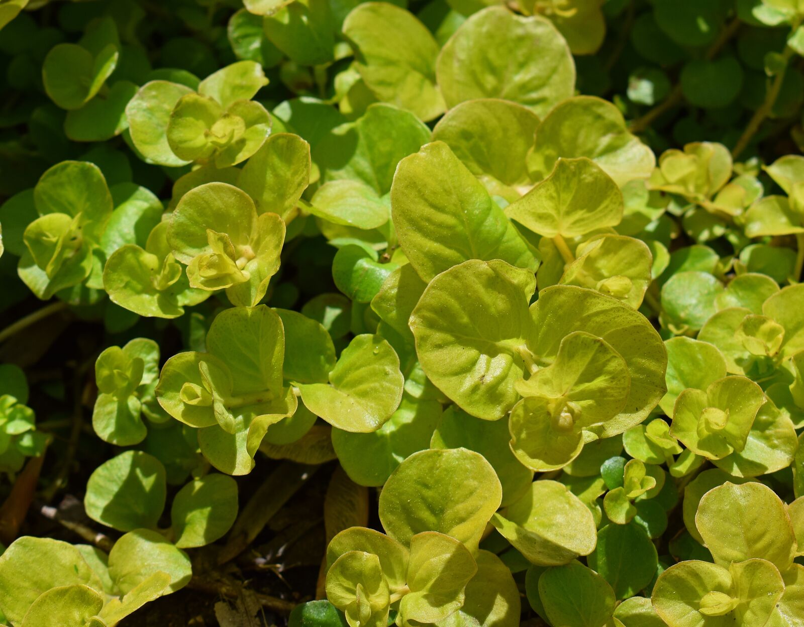 Nikon D3300 sample photo. Golden moneywort, ground cover photography