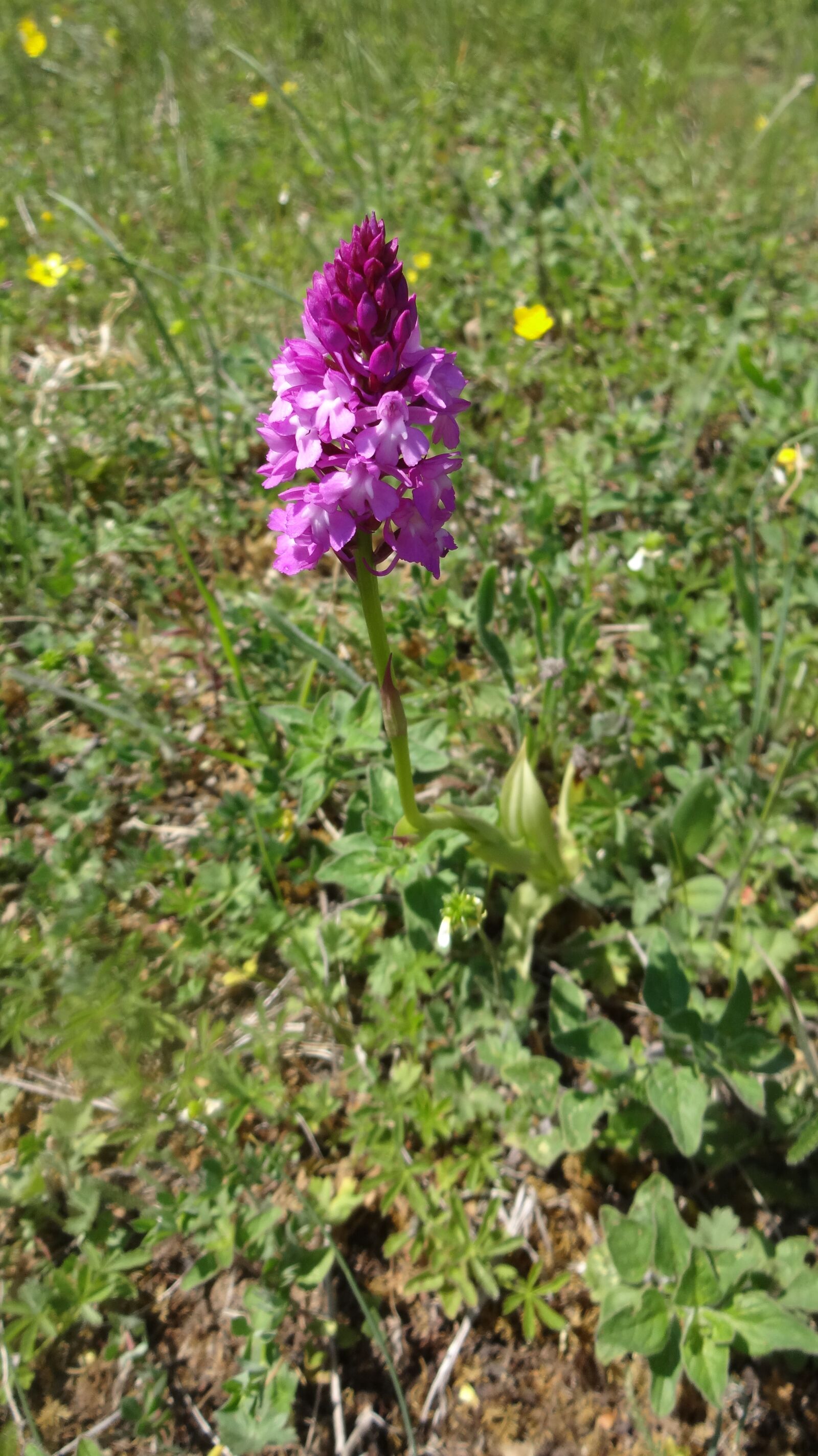Sony DSC-WX100 sample photo. Anacamptis, pleisweiler, may 2020 photography