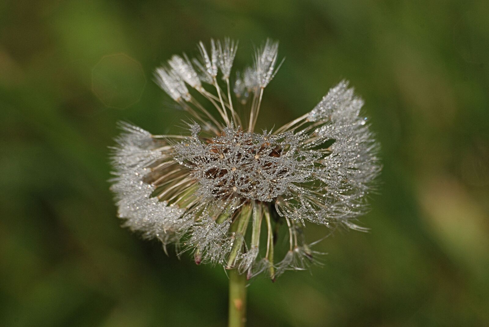Nikon D80 sample photo. Dandelion, taraxacum officinale, seeds photography