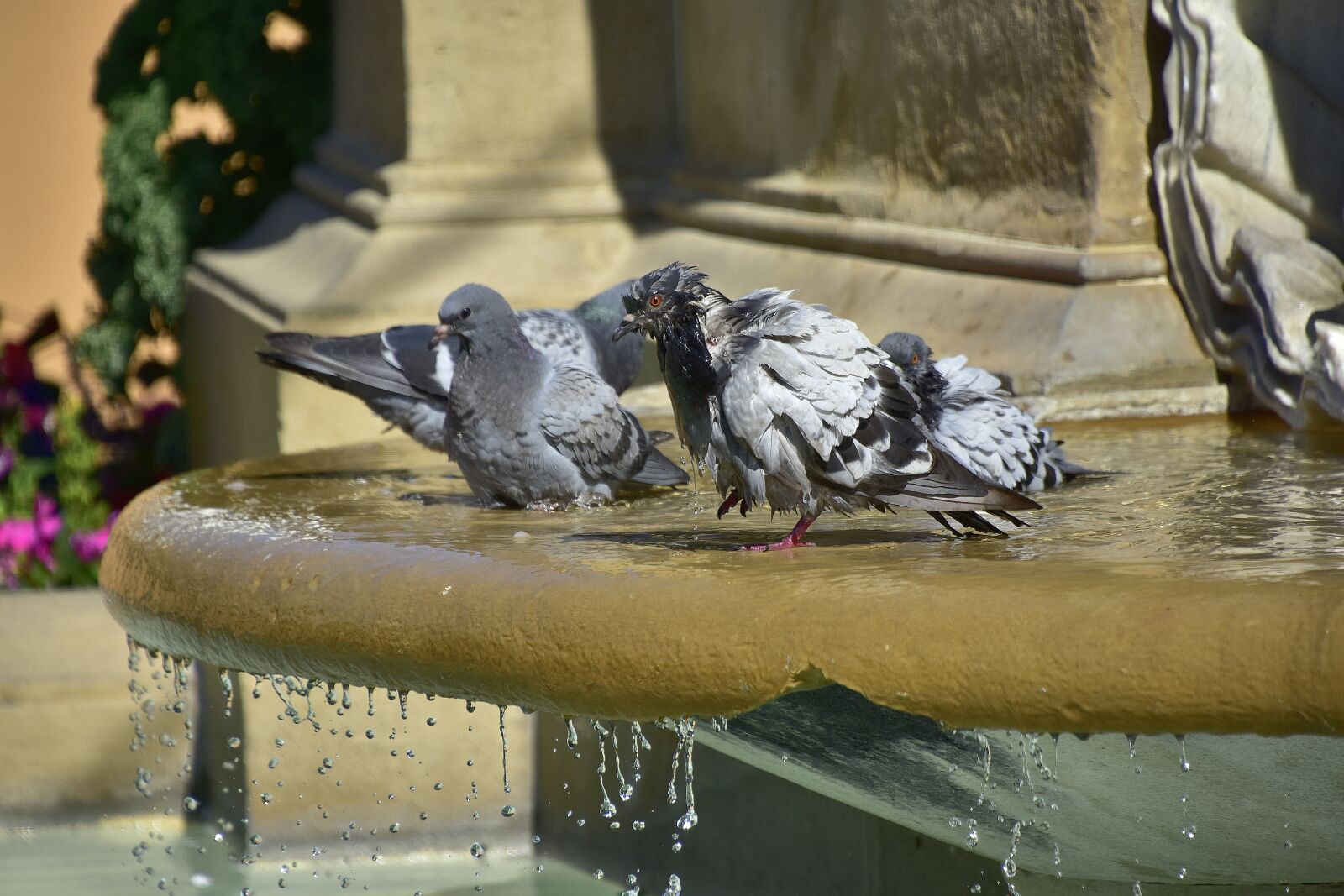 Nikon D7200 sample photo. Pigeons, water, nature photography