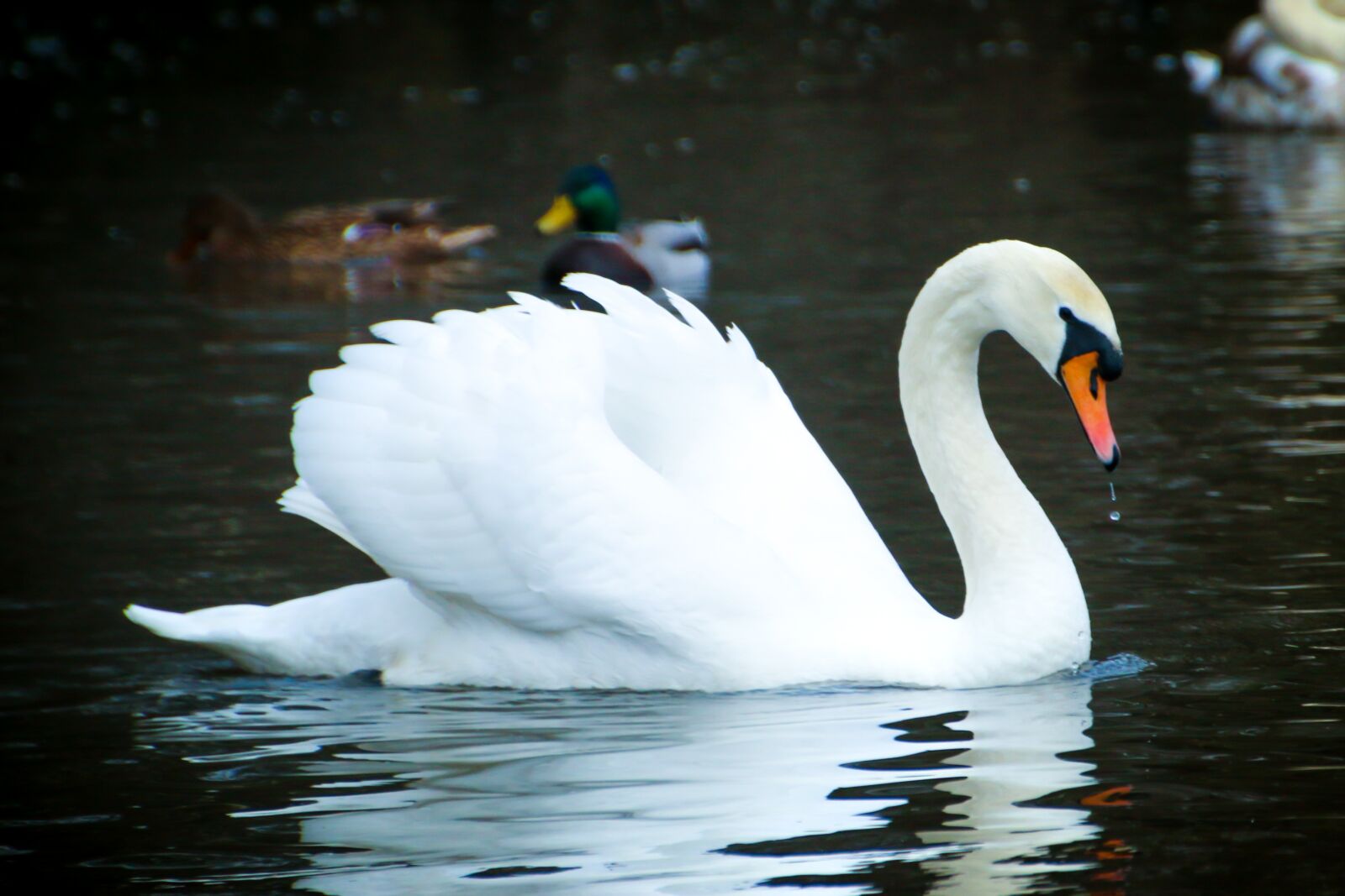 Canon EOS 70D sample photo. Swan, white, bird photography