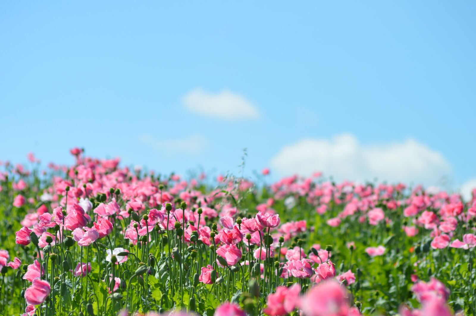 Nikon D3200 sample photo. Poppy, opium poppy, poppy photography