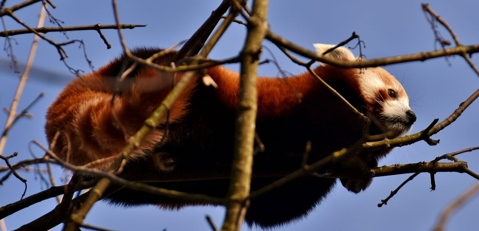 Nikon D7200 sample photo. Panda, red panda, bear photography
