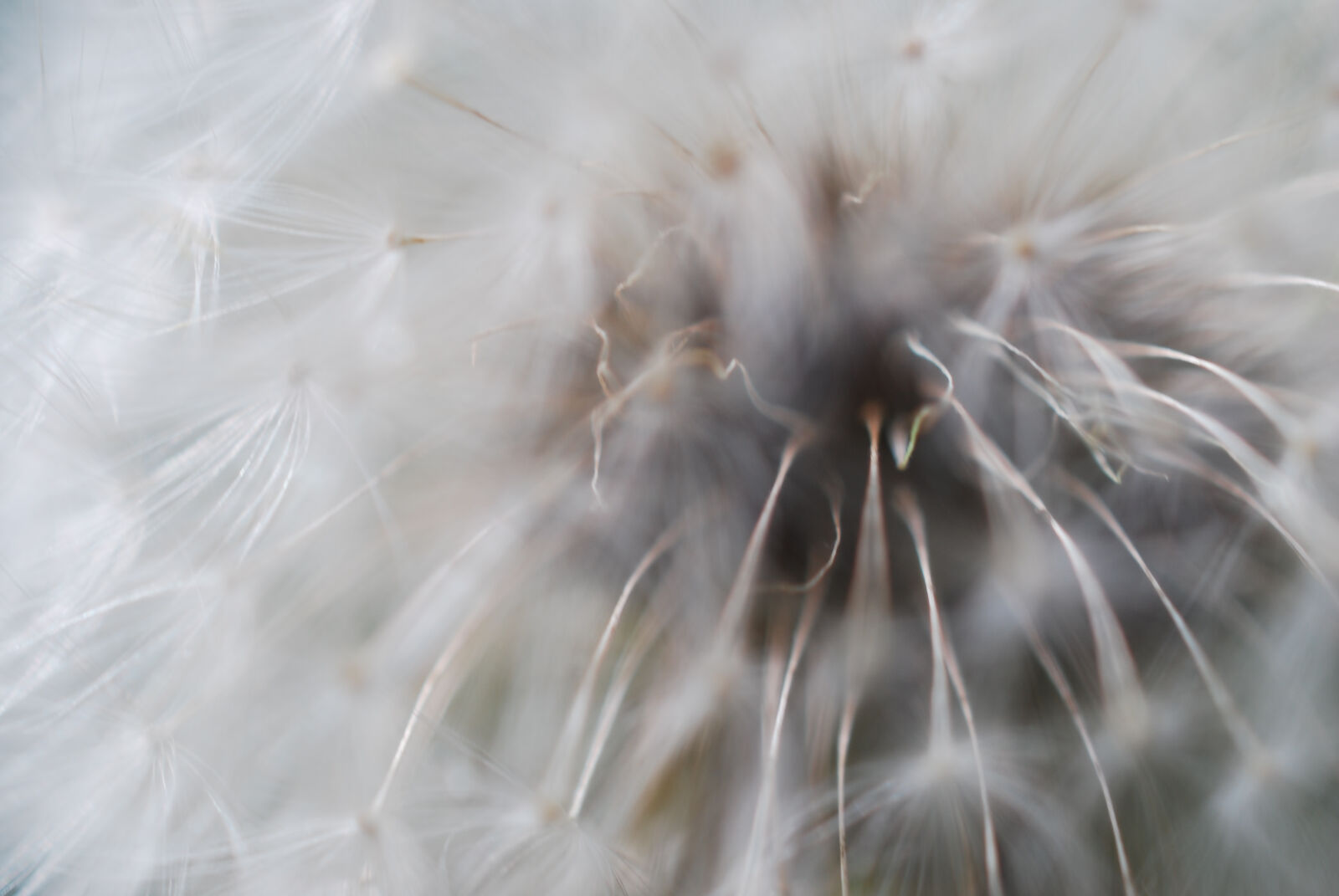 Nikon D40X sample photo. Flower, fluffy, macro photography