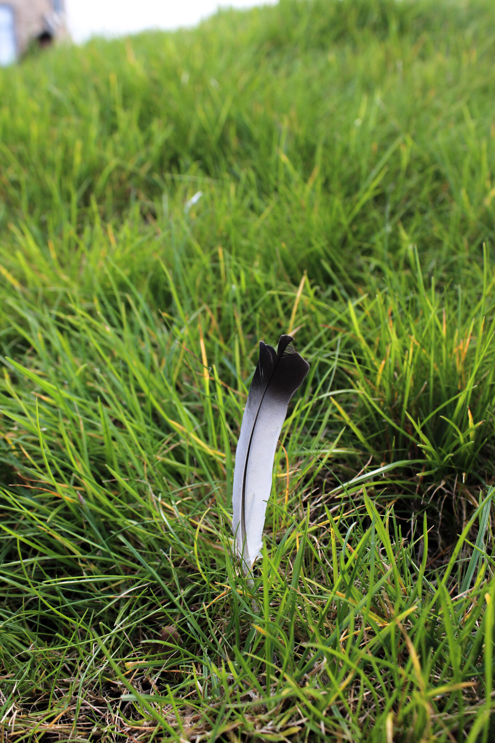 Canon EOS 1200D (EOS Rebel T5 / EOS Kiss X70 / EOS Hi) sample photo. Birds, feather, grass, nature photography