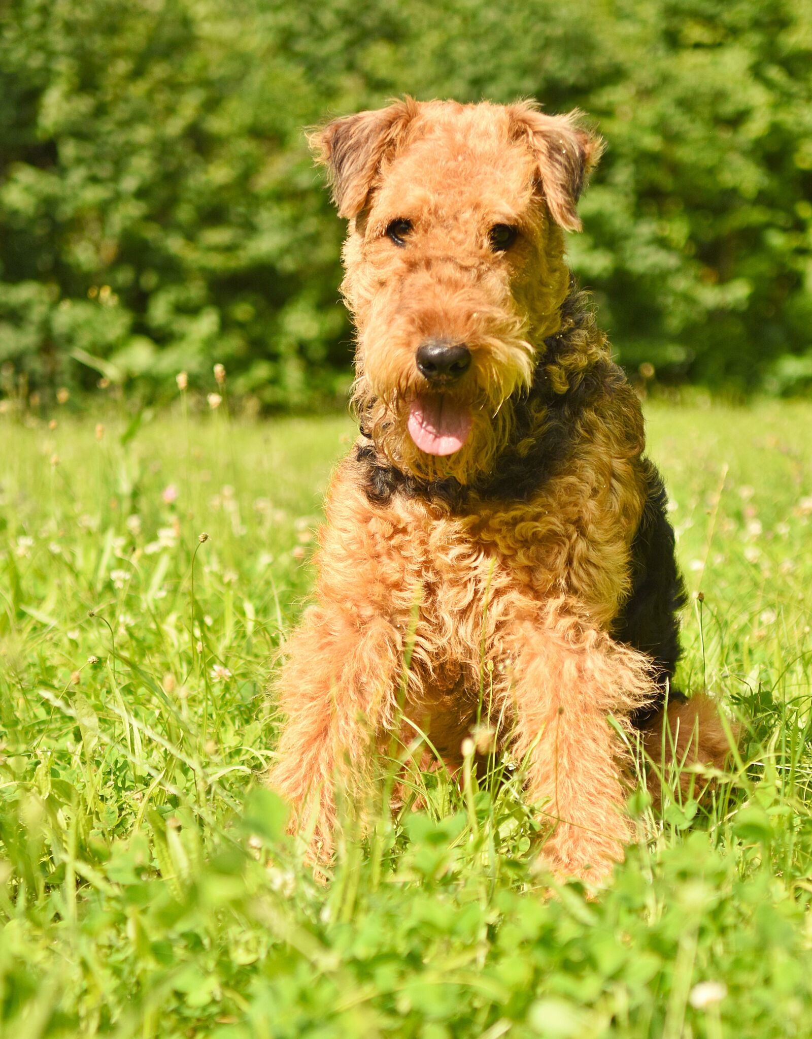 Nikon D7200 sample photo. Dog, airedale terrier, pet photography