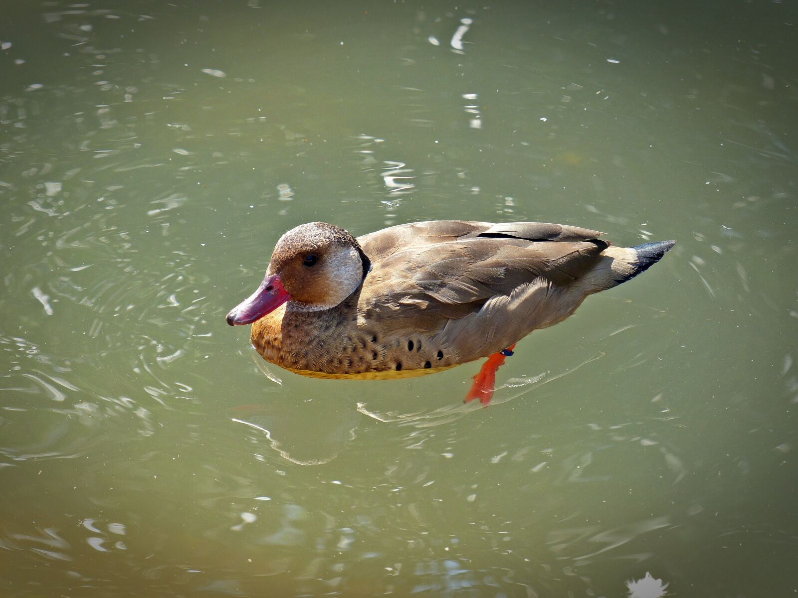Panasonic Lumix DMC-FZ200 sample photo. Duck, water bird, duck photography